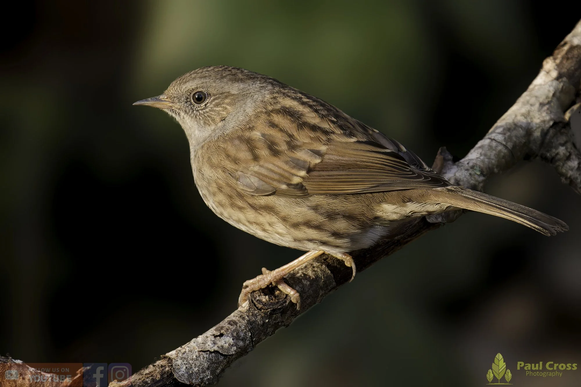 Hedge Accentor-00058.jpg