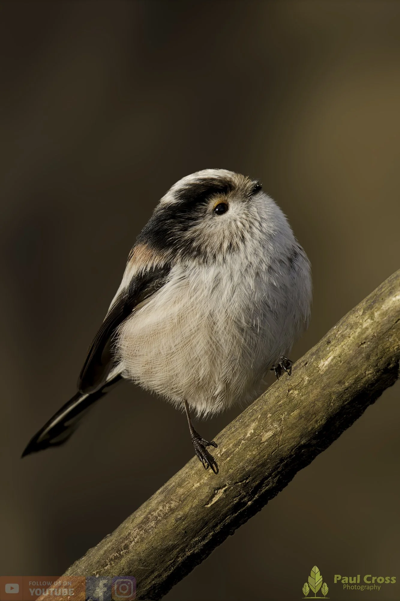 Long Tailed Tit-00350.jpg