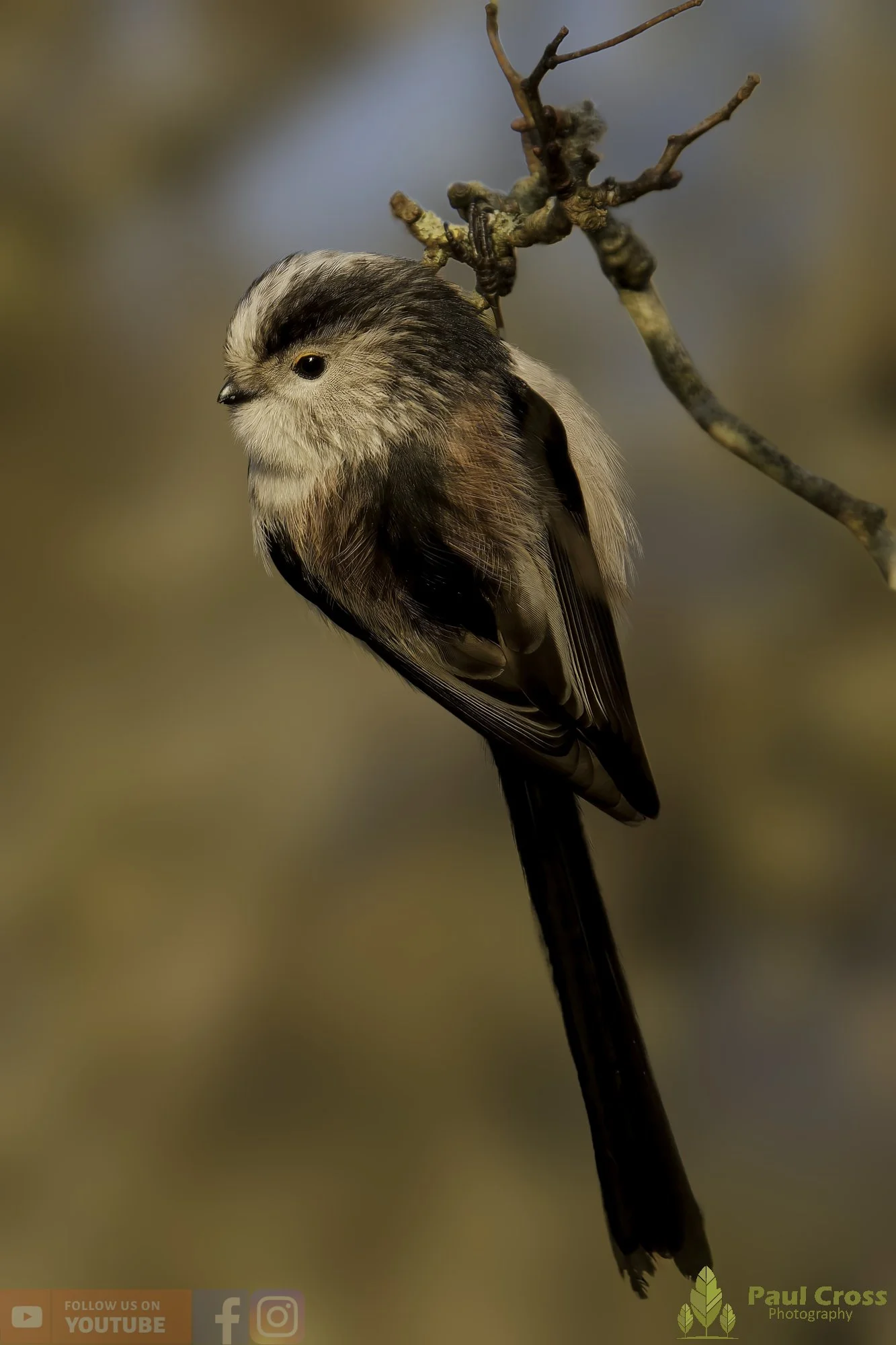 Long Tailed Tit-00351.jpg