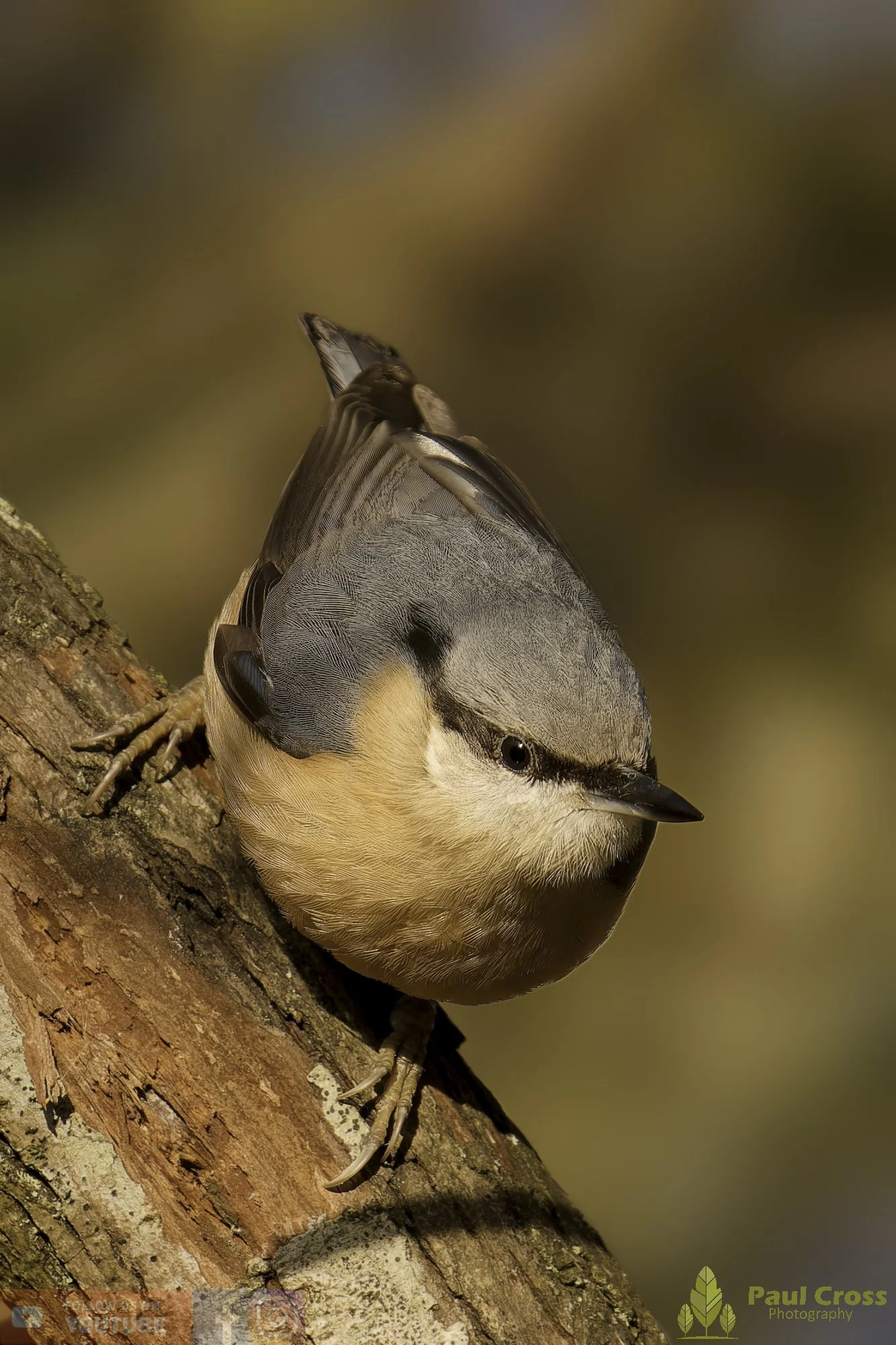 Nuthatch-00288.jpg