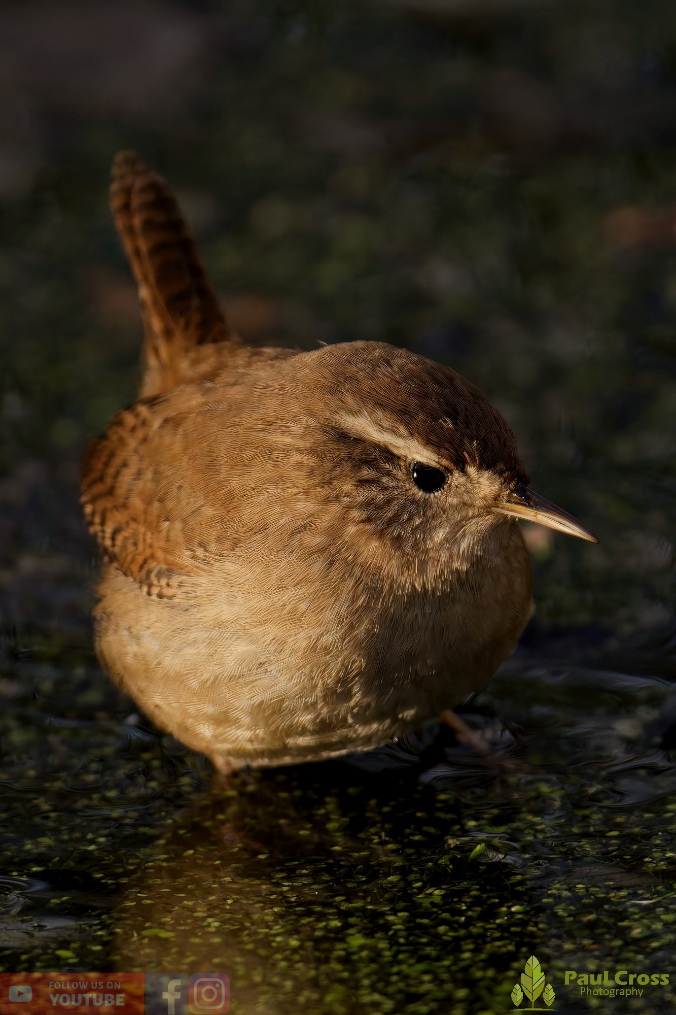 Wren-00523.jpg