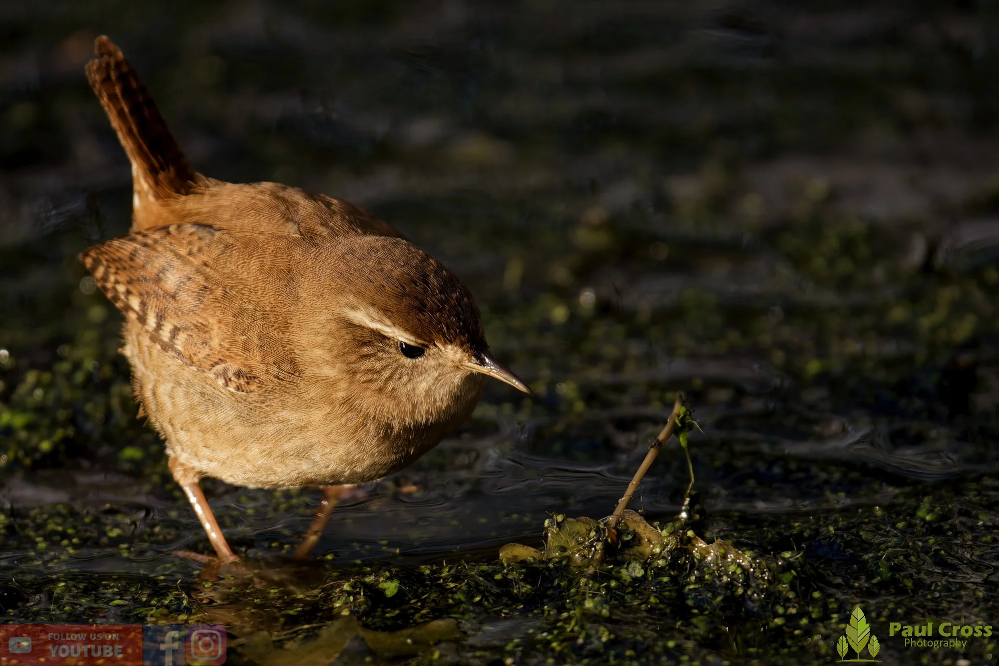 Wren-00524.jpg