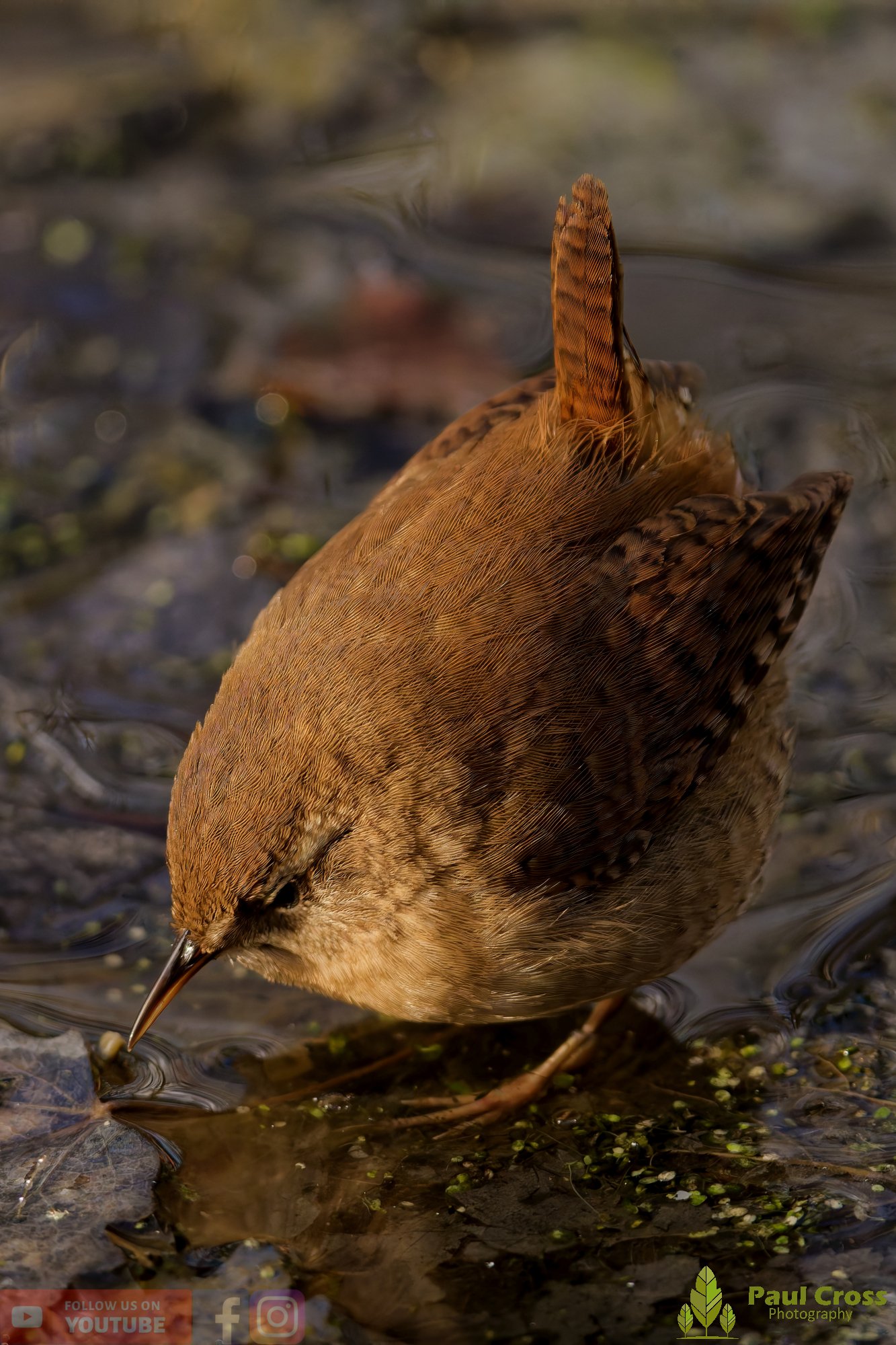 Wren-00525.jpg