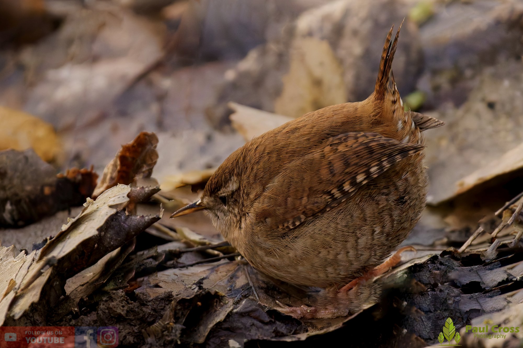 Wren-00526.jpg
