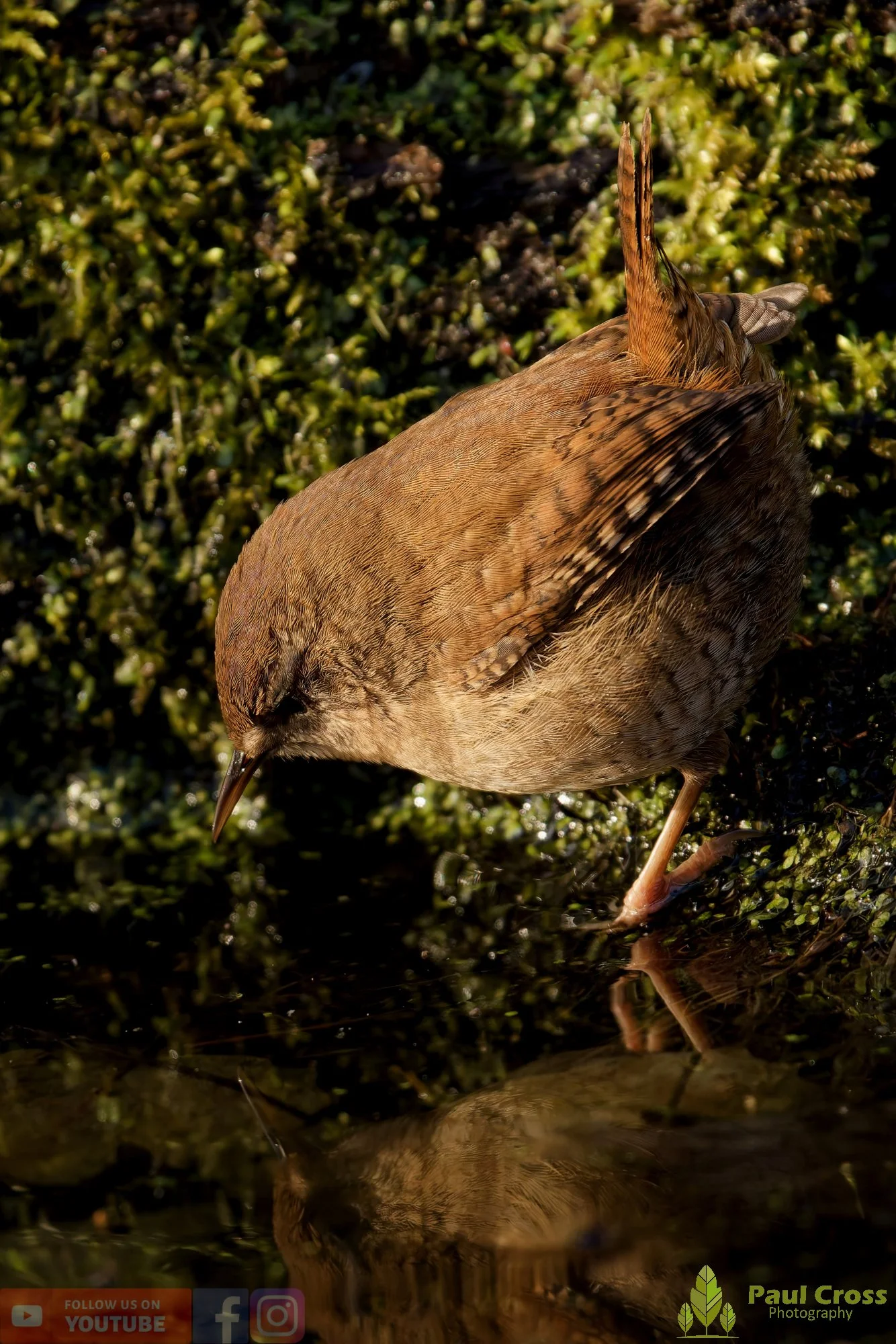 Wren-00527.jpg