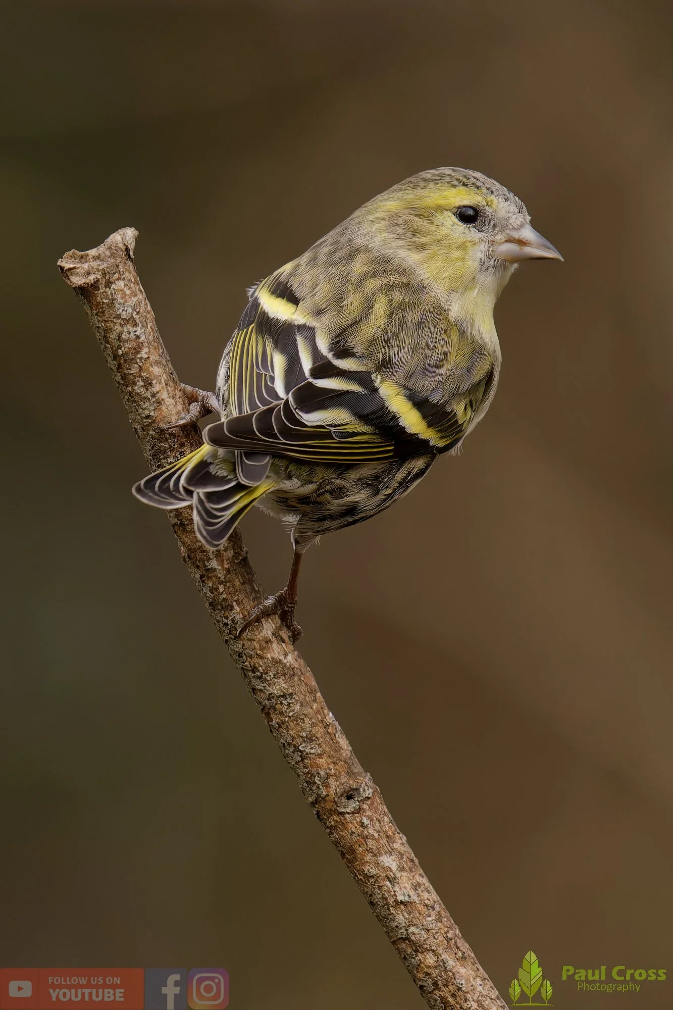 Siskin-00178.jpg