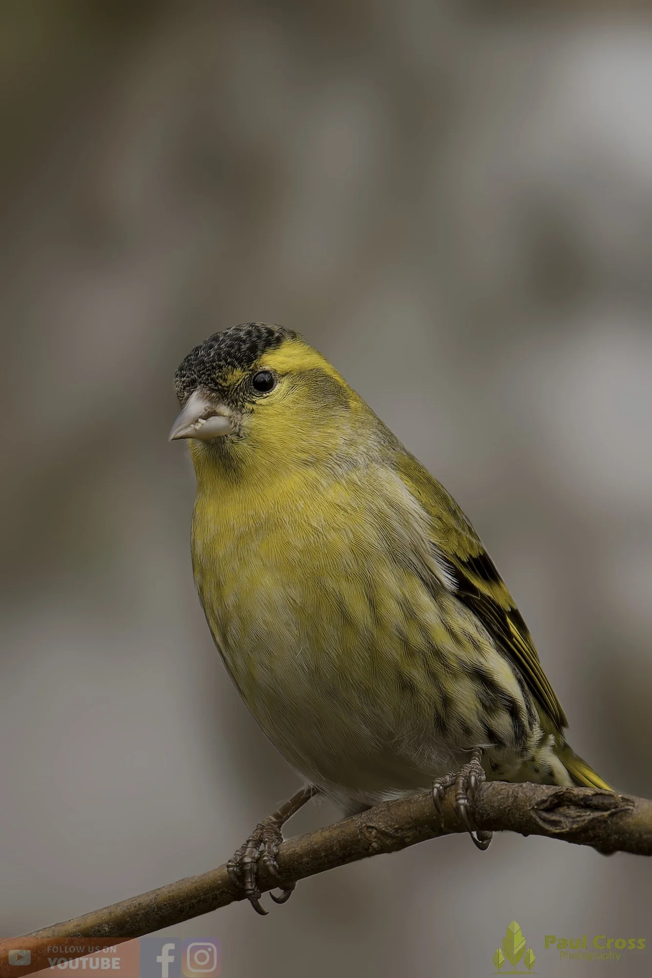 Siskin-00180.jpg
