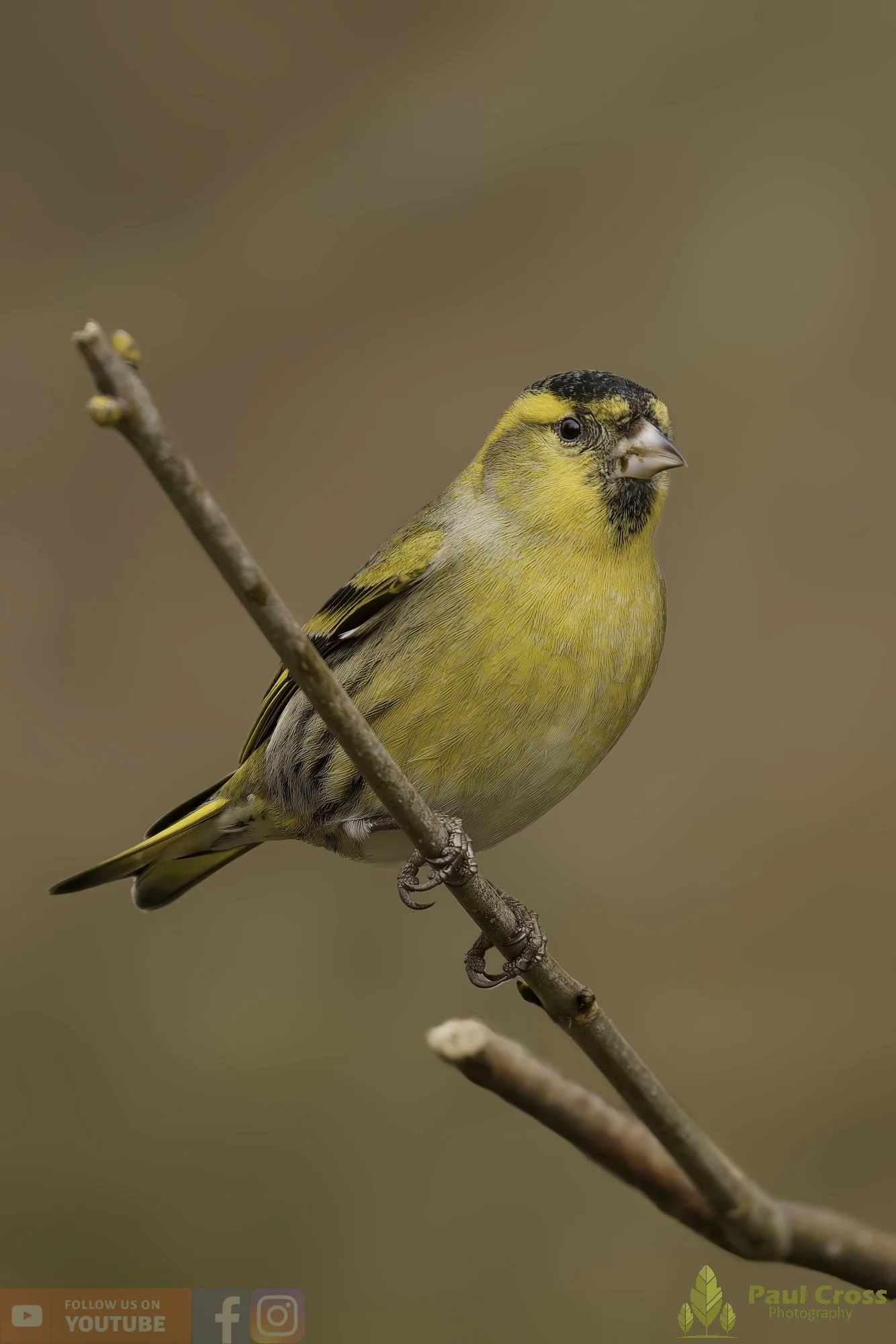 Siskin-00185.jpg