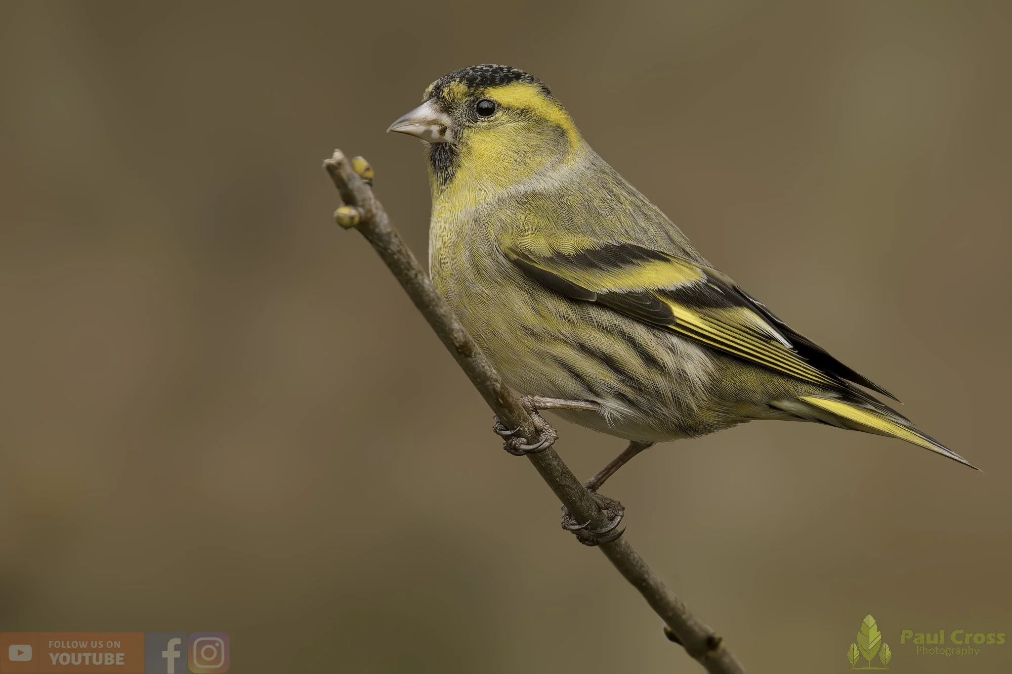 Siskin-00186.jpg