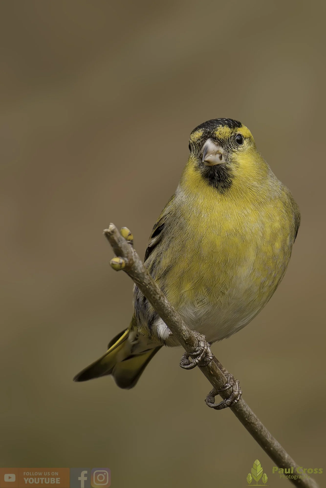 Siskin-00187.jpg