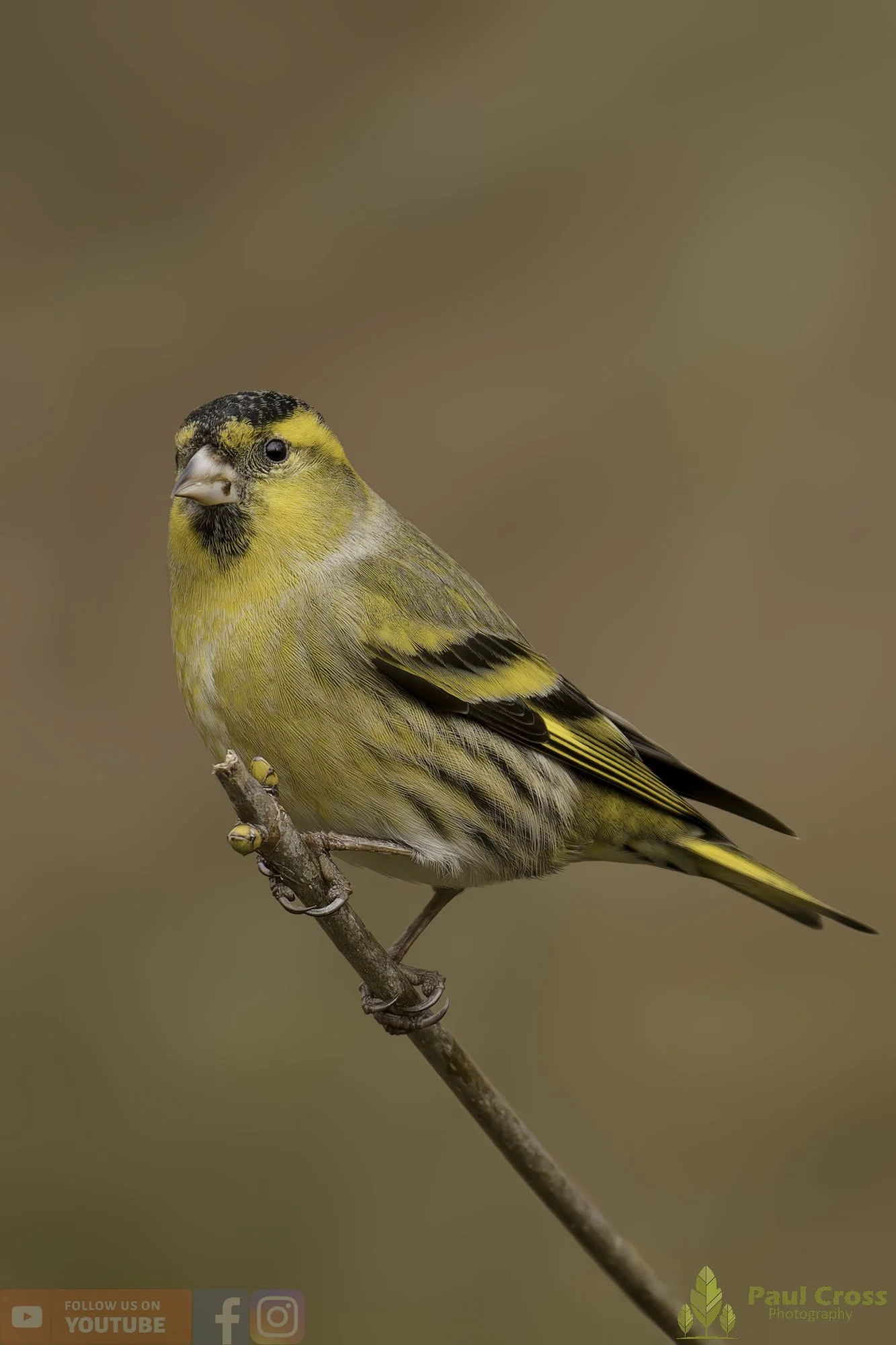 Siskin-00188.jpg