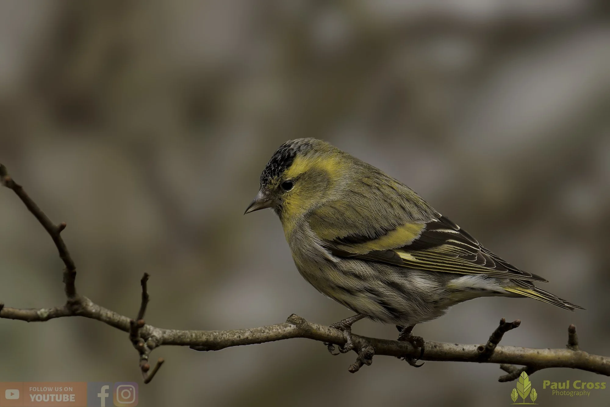 Siskin-00189.jpg