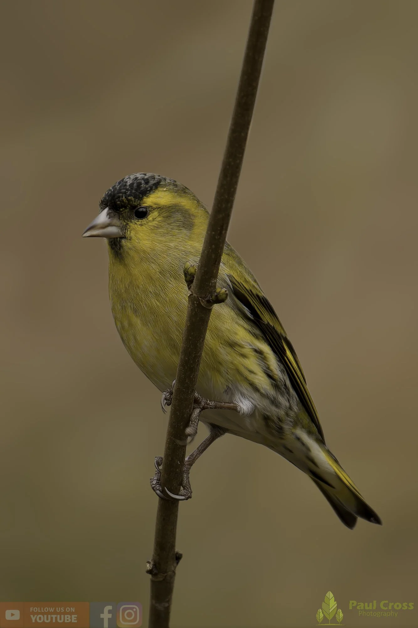Siskin-00190.jpg