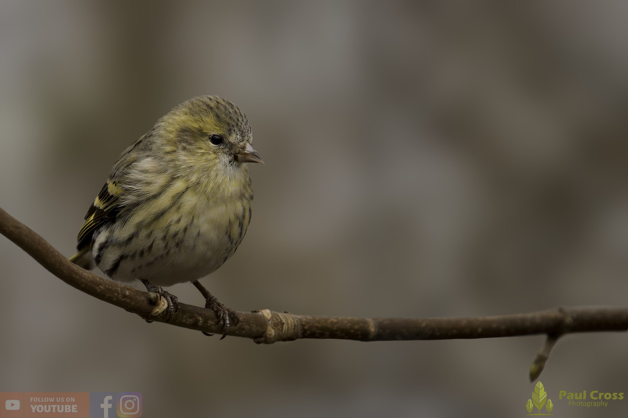Siskin-00191.jpg