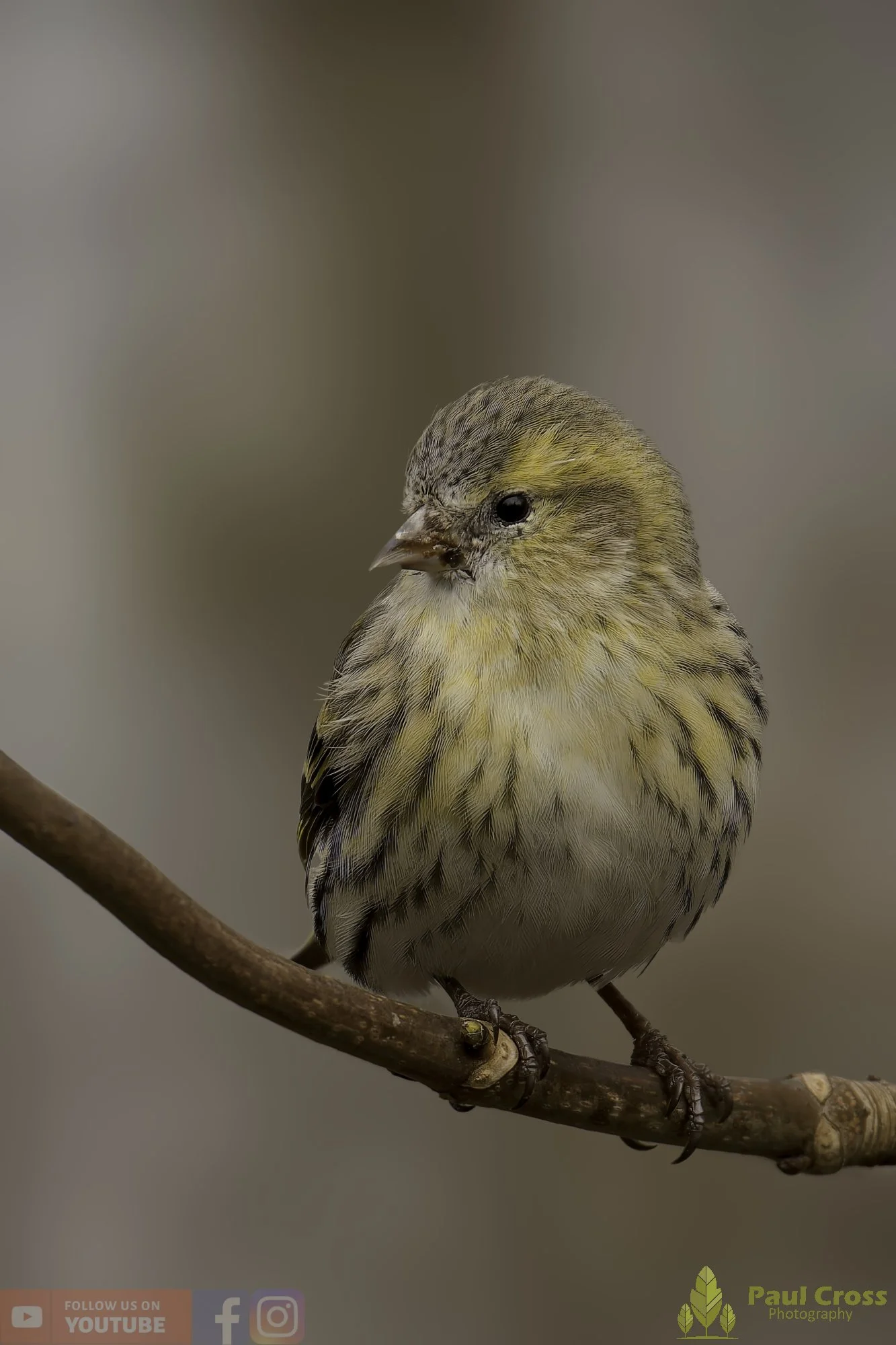 Siskin-00192.jpg