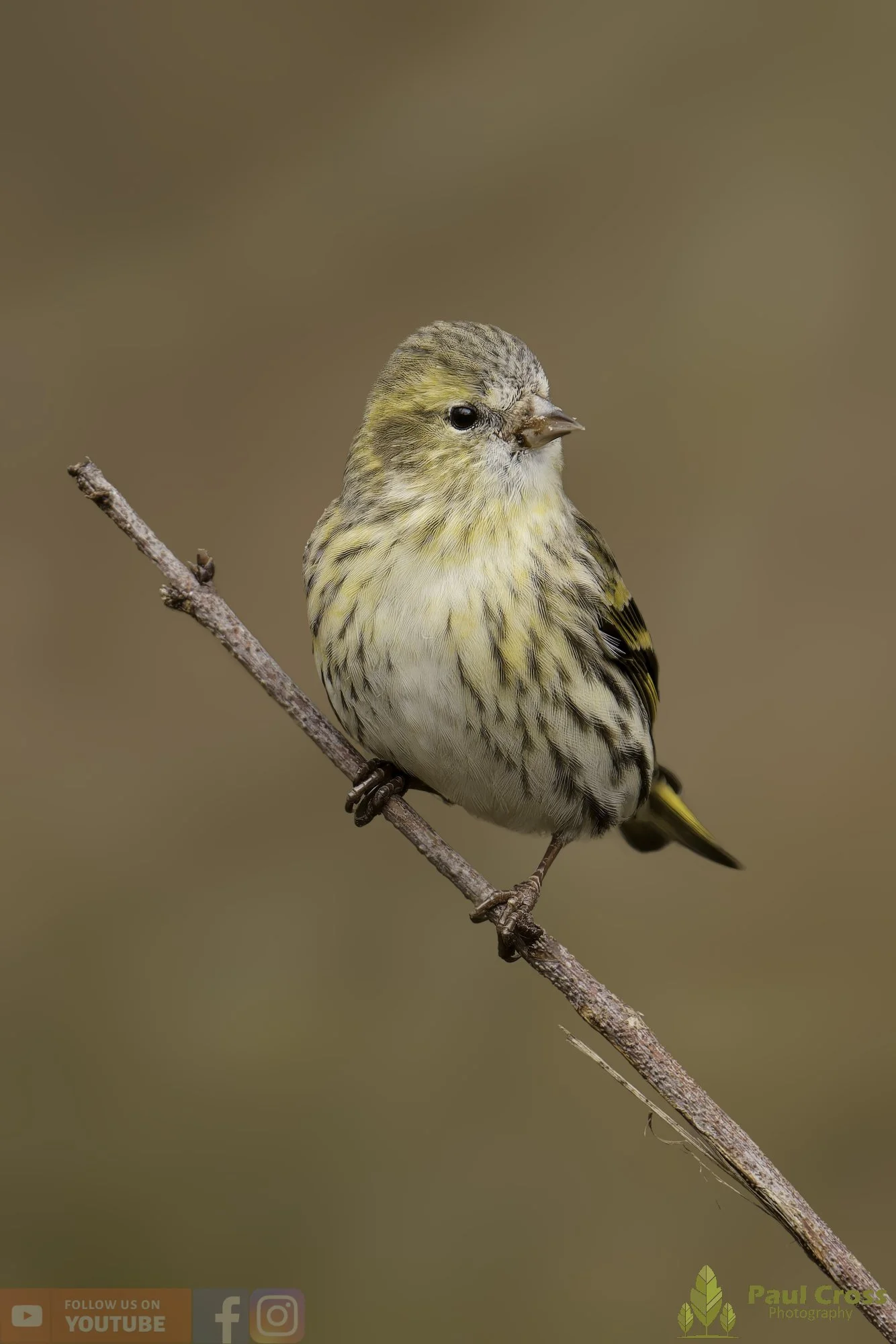 Siskin-00193.jpg