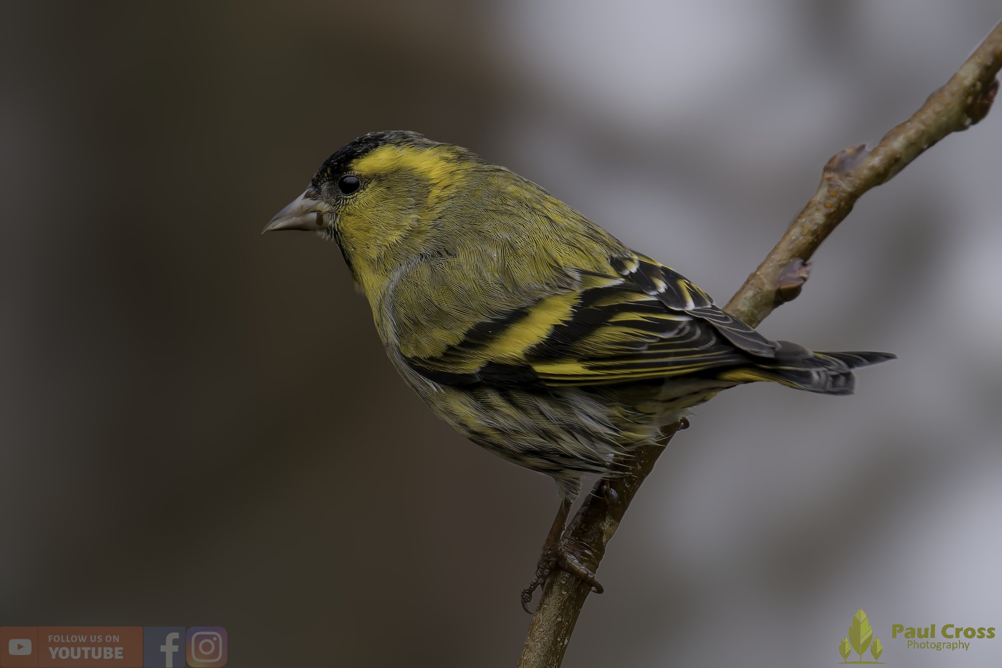 A Winter Influx of Siskins – Warnham Local Nature Reserve