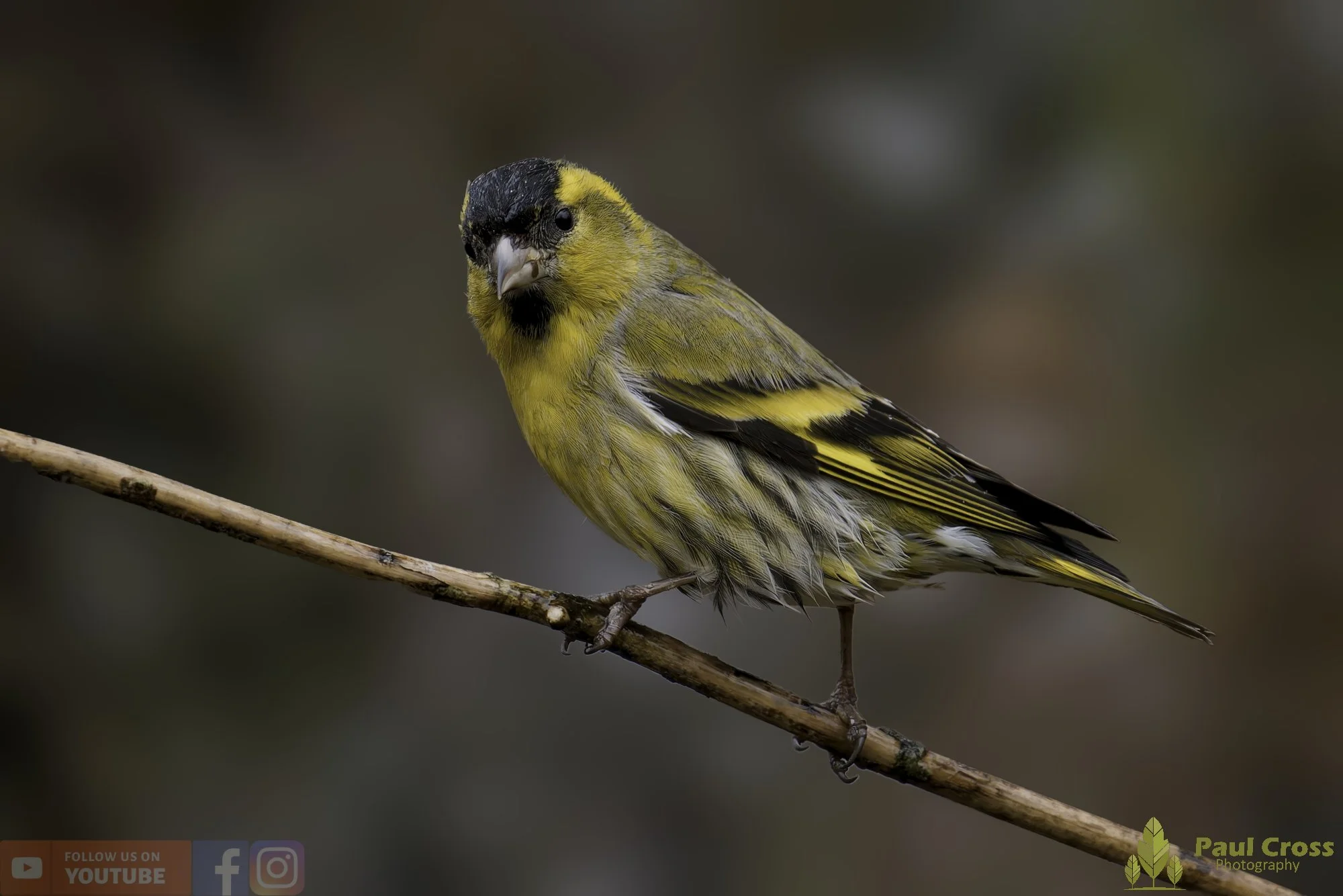 Siskin-00195.jpg