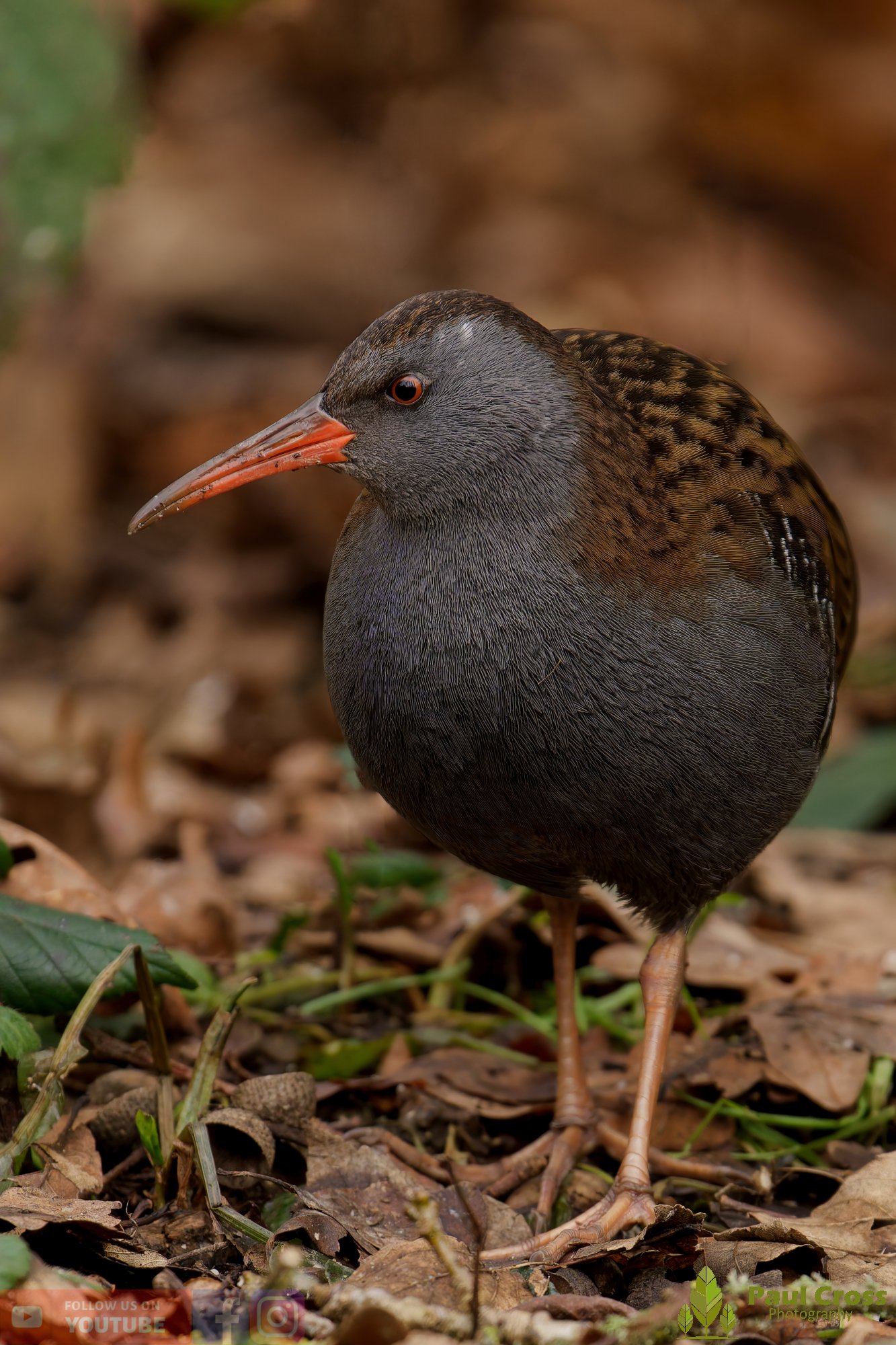 Water Rail-00025.jpg