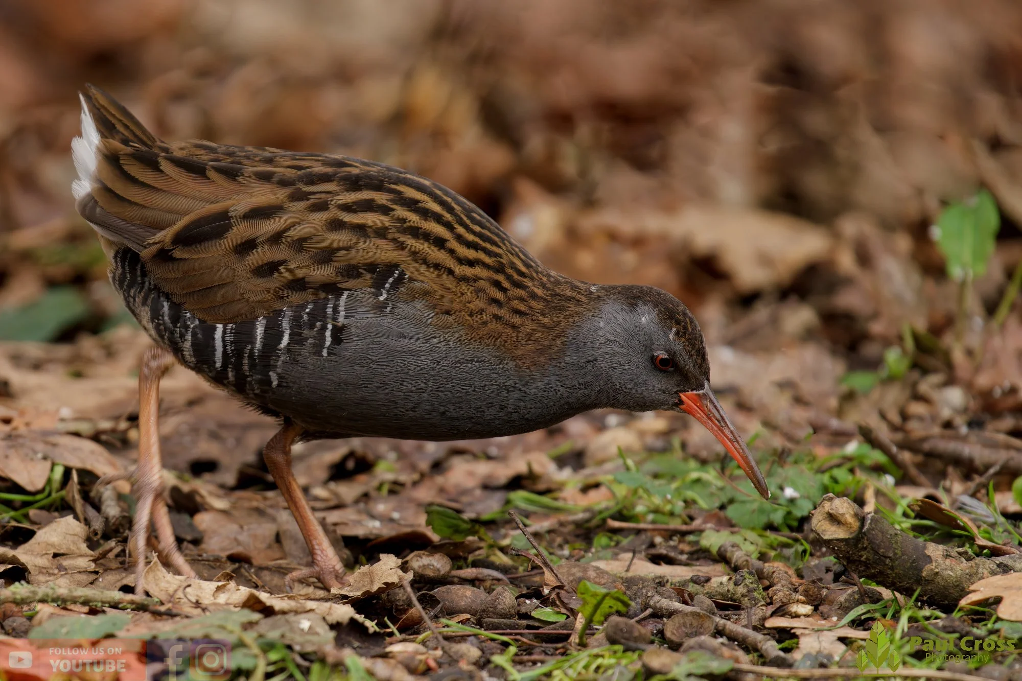 Water Rail-00026.jpg