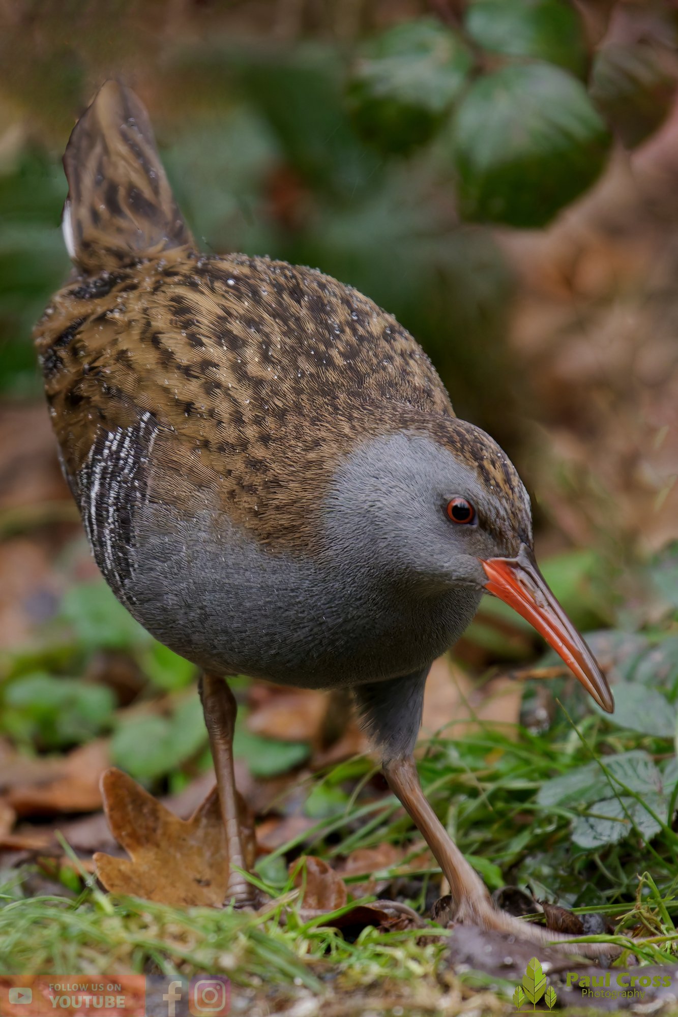 Water Rail-00027.jpg