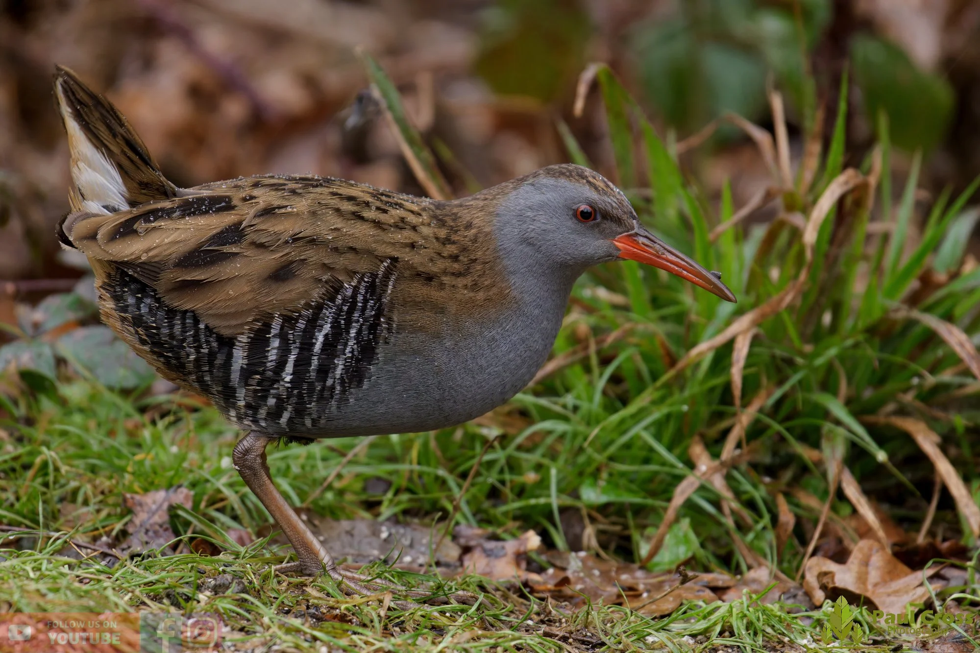 Water Rail-00028.jpg