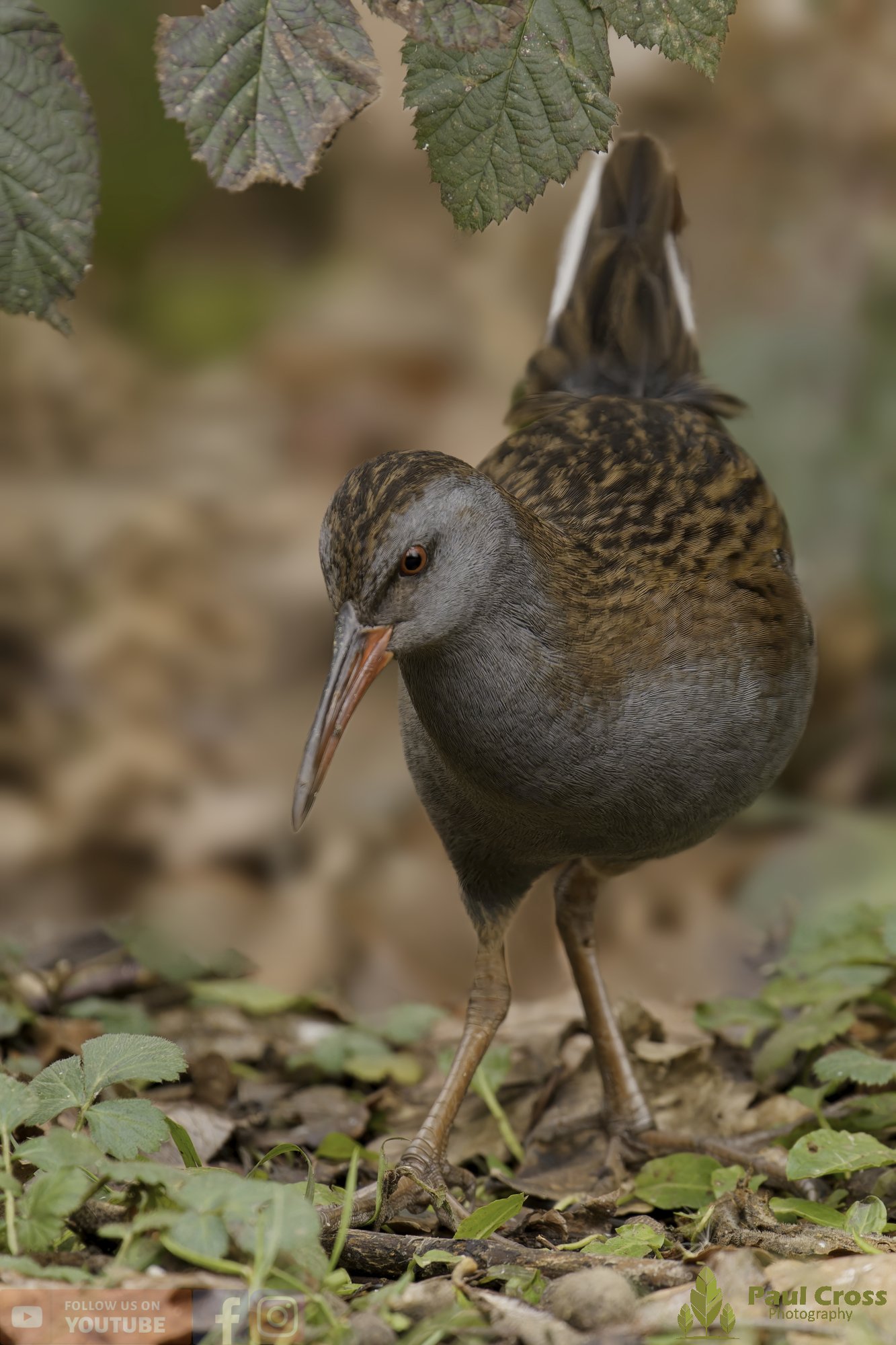 Water Rail-00029.jpg