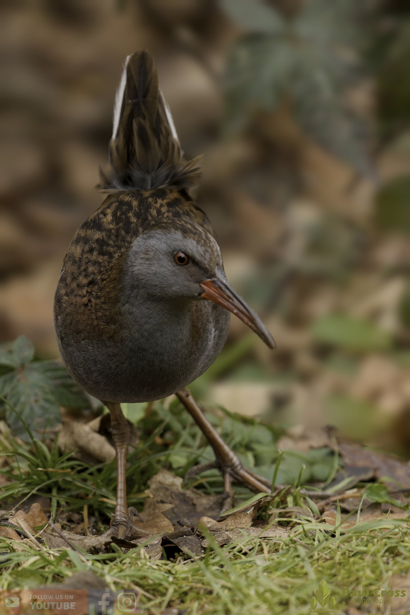 Water Rail-00030.jpg