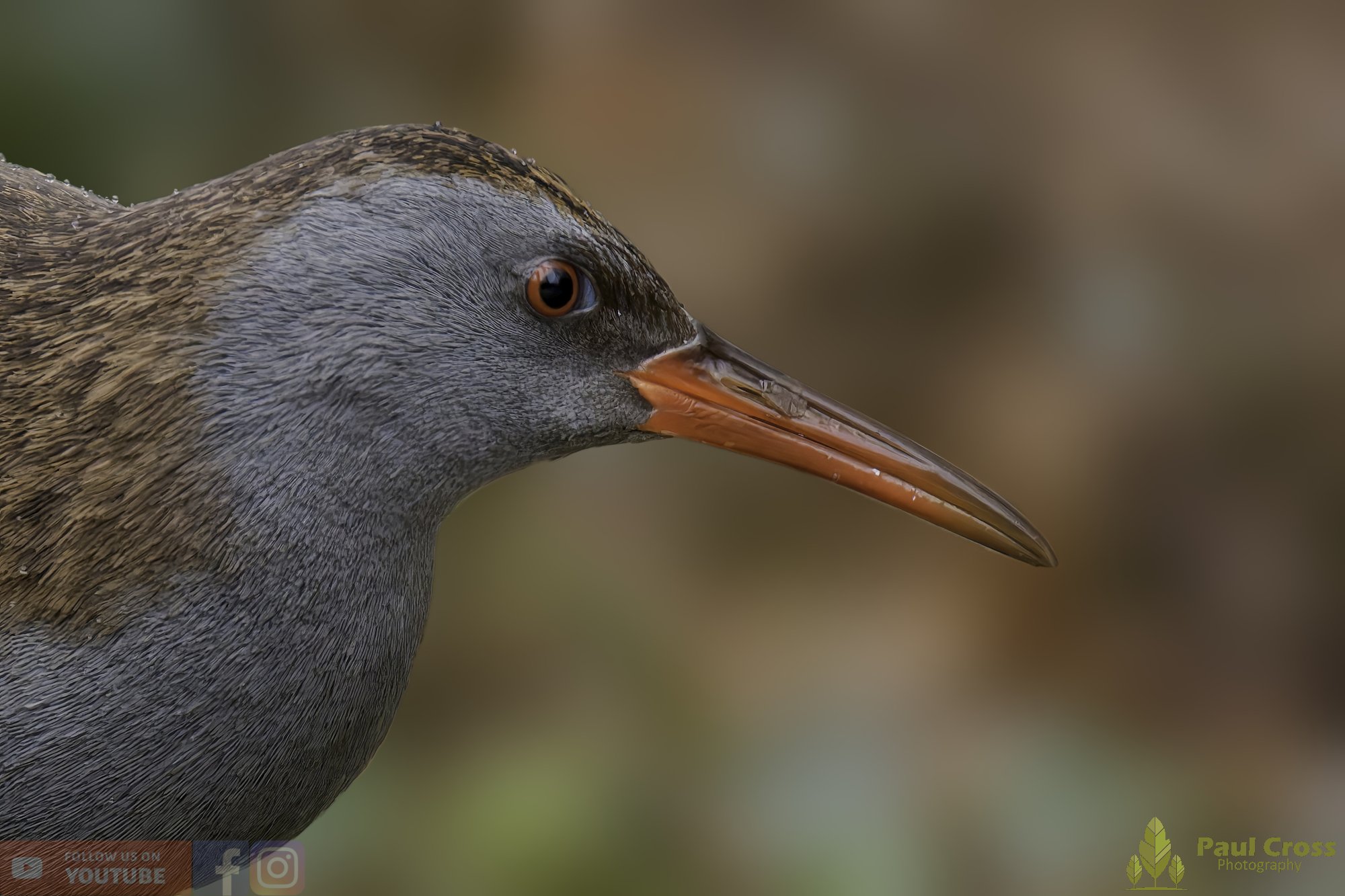 A Quiet Encounter with a Water Rail – Warnham Local Nature Reserve