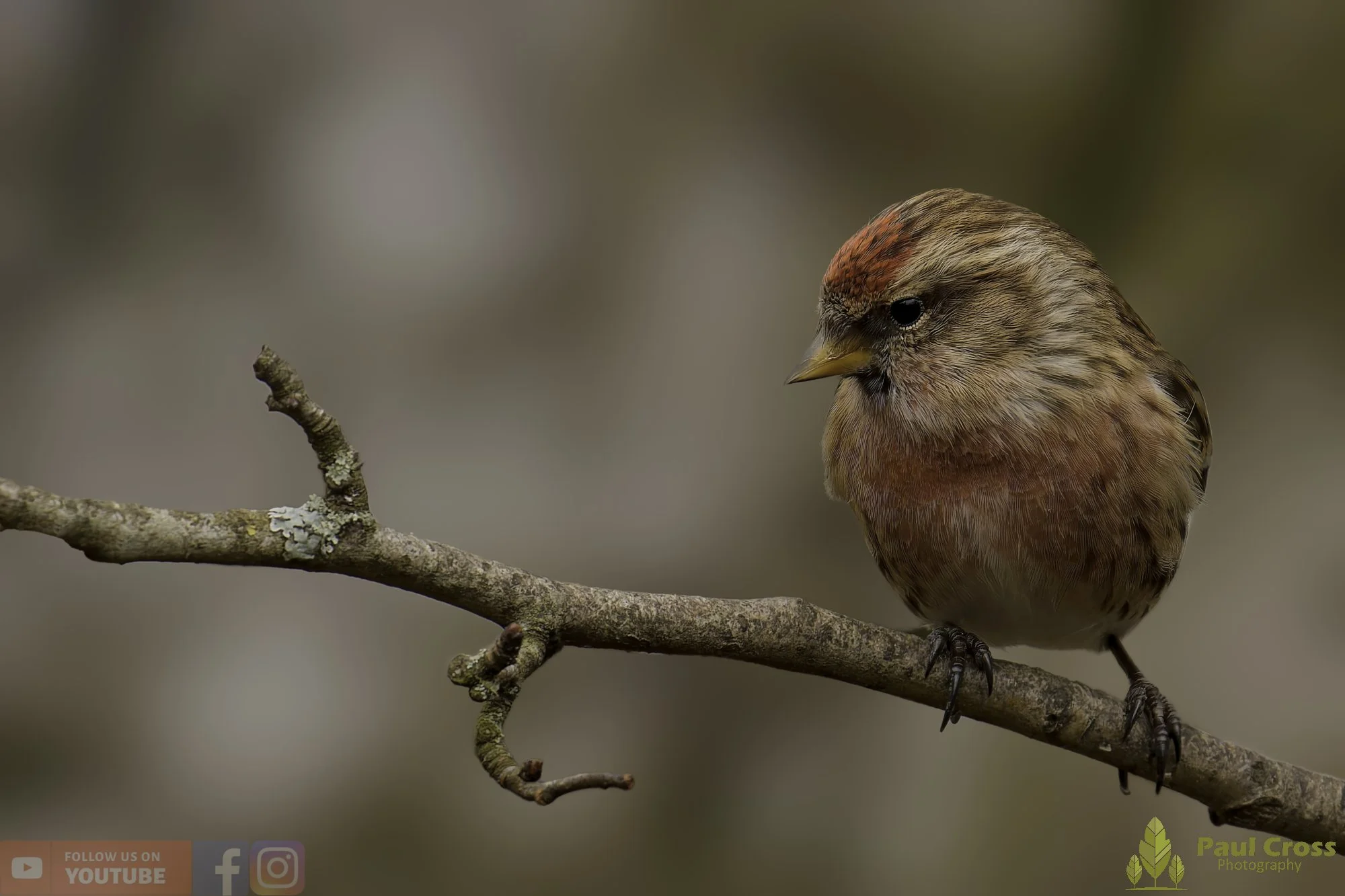 Common Repoll-00185.jpg