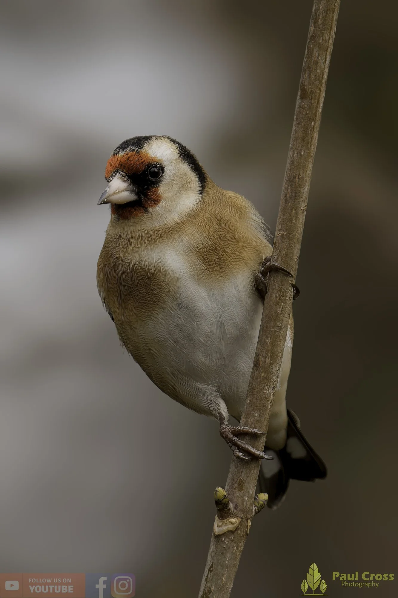 Goldfinch-00299.jpg