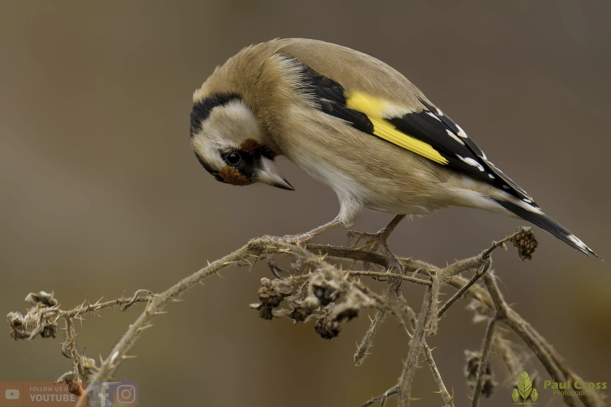 Winter Wildlife Encounters at Warnham Local Nature Reserve