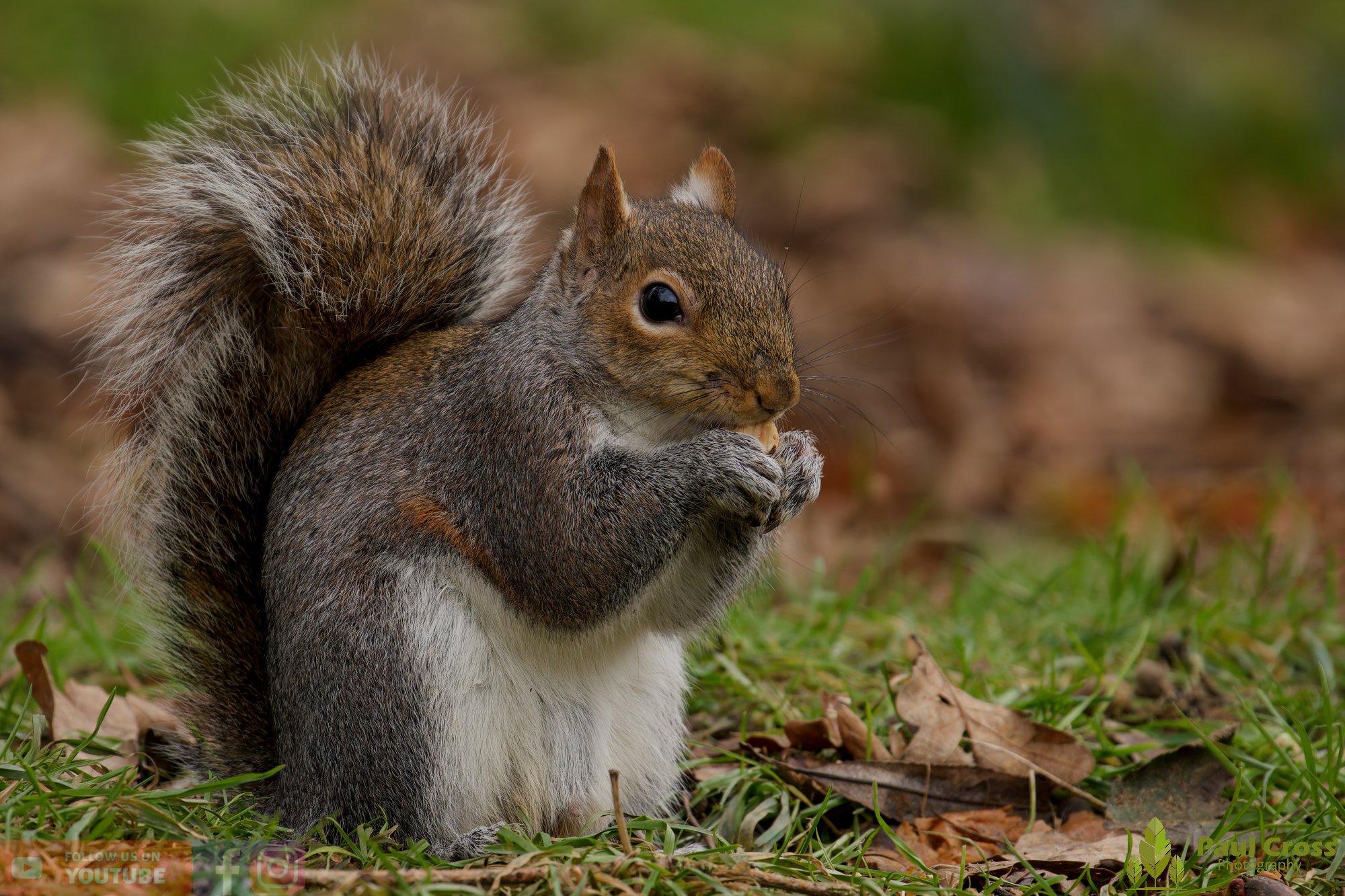 Grey Squirrel-00085.jpg