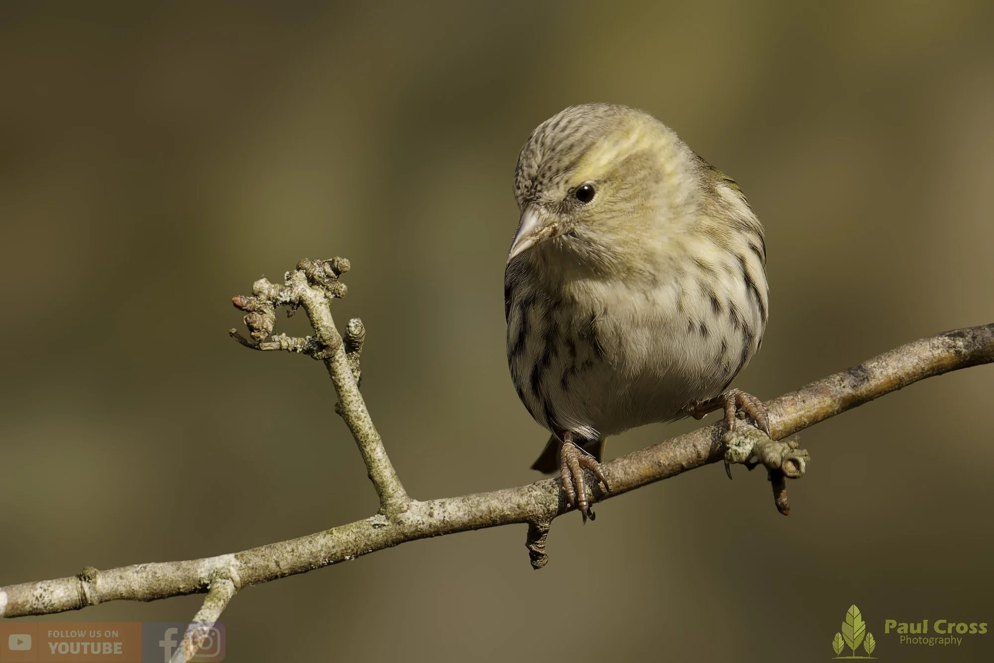 Siskin-00196.jpg