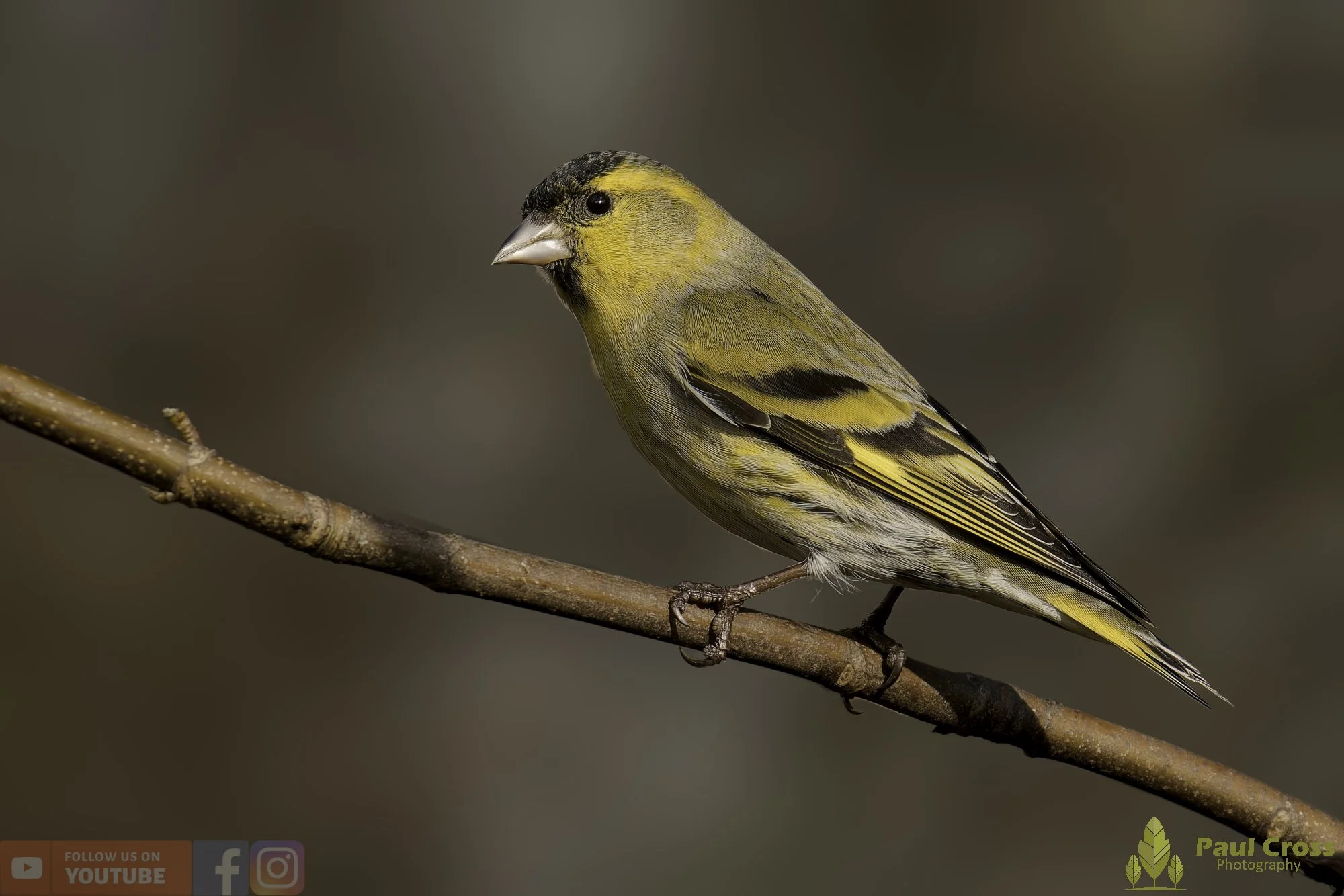 Siskin-00197.jpg