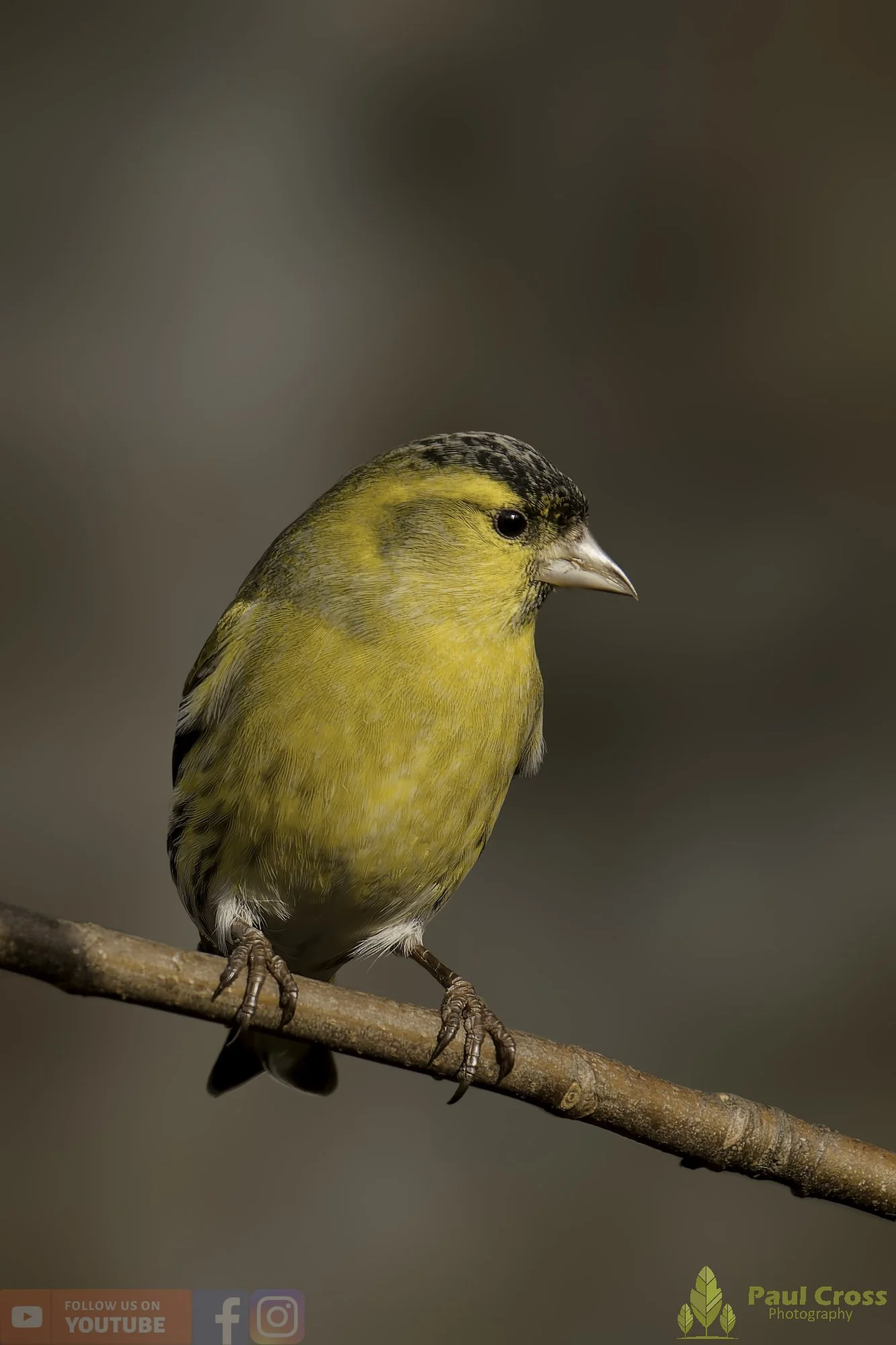 Siskin-00198.jpg