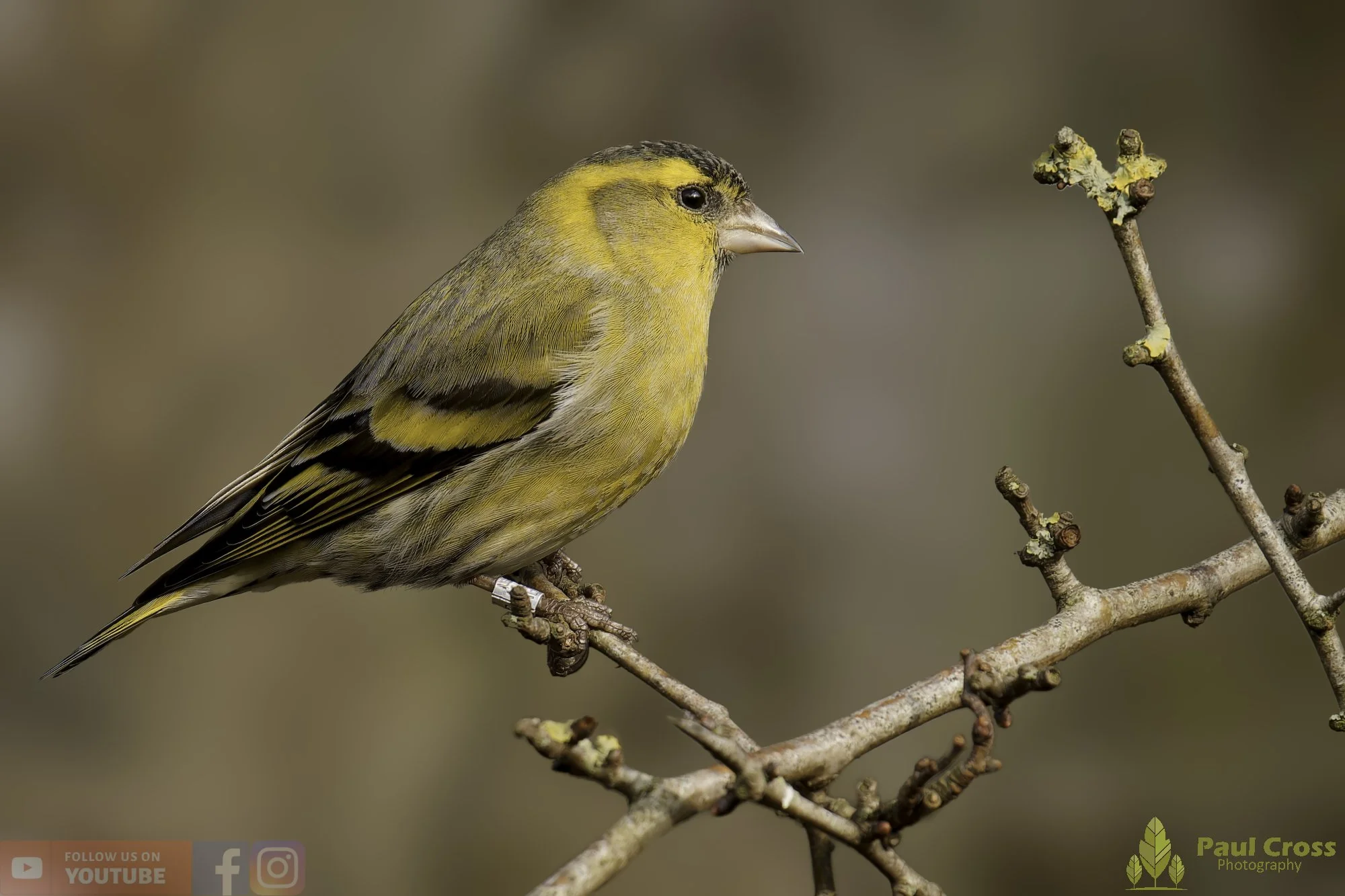 Siskin-00199.jpg