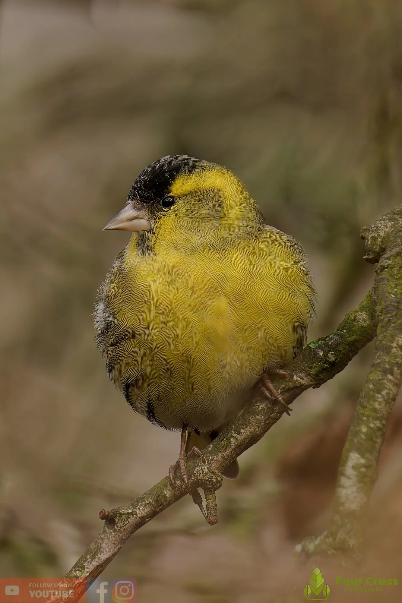 Siskin-00200.jpg