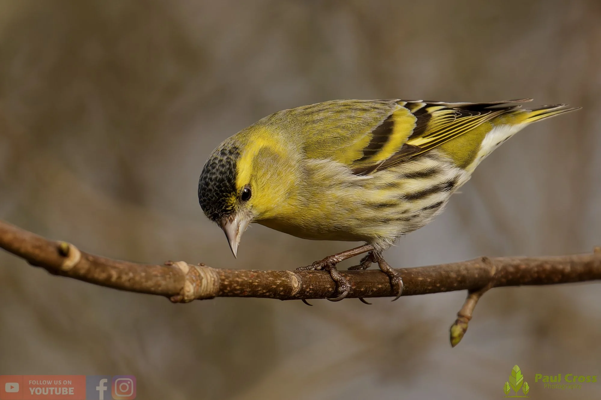 Siskin-00202.jpg