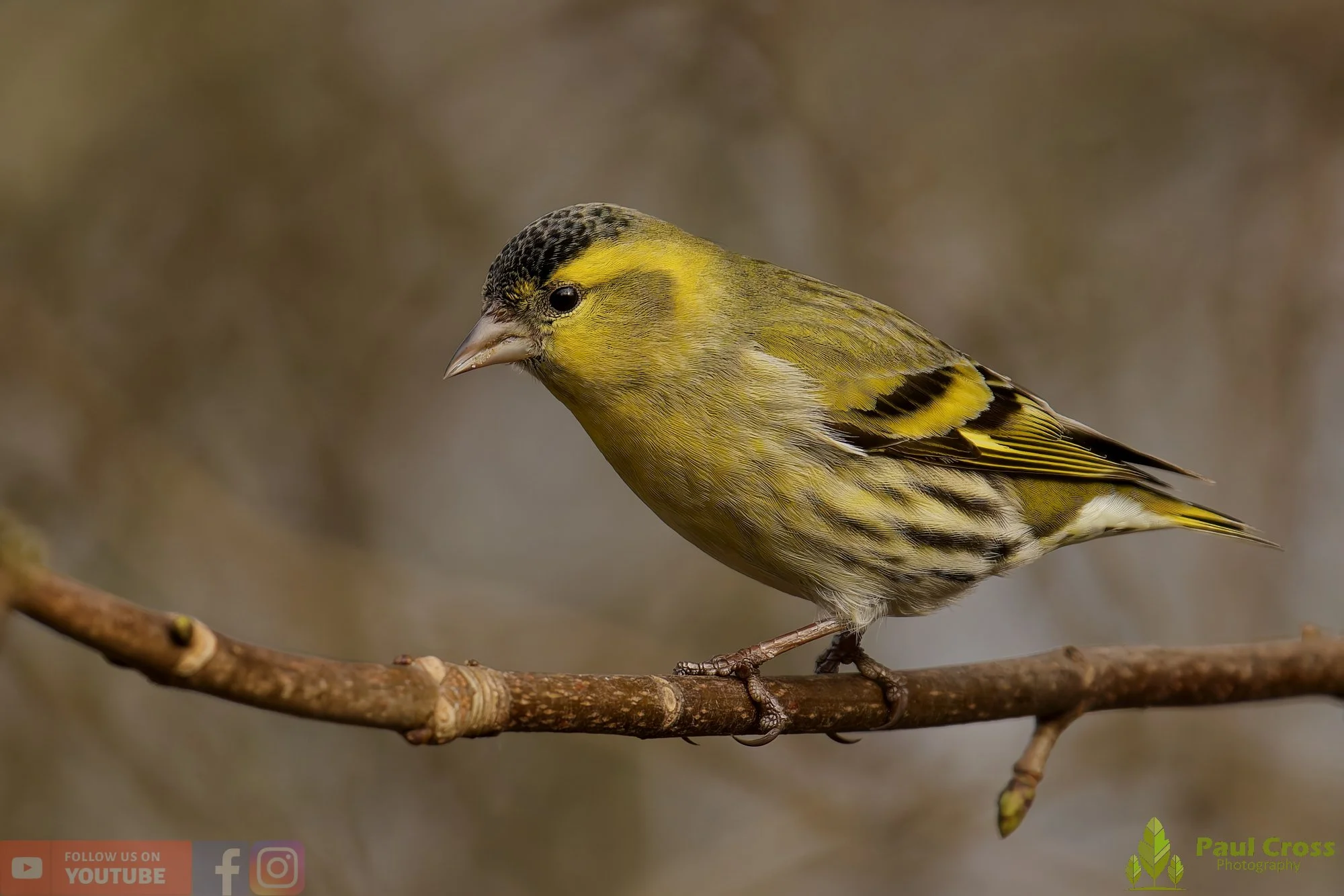 Siskin-00203.jpg
