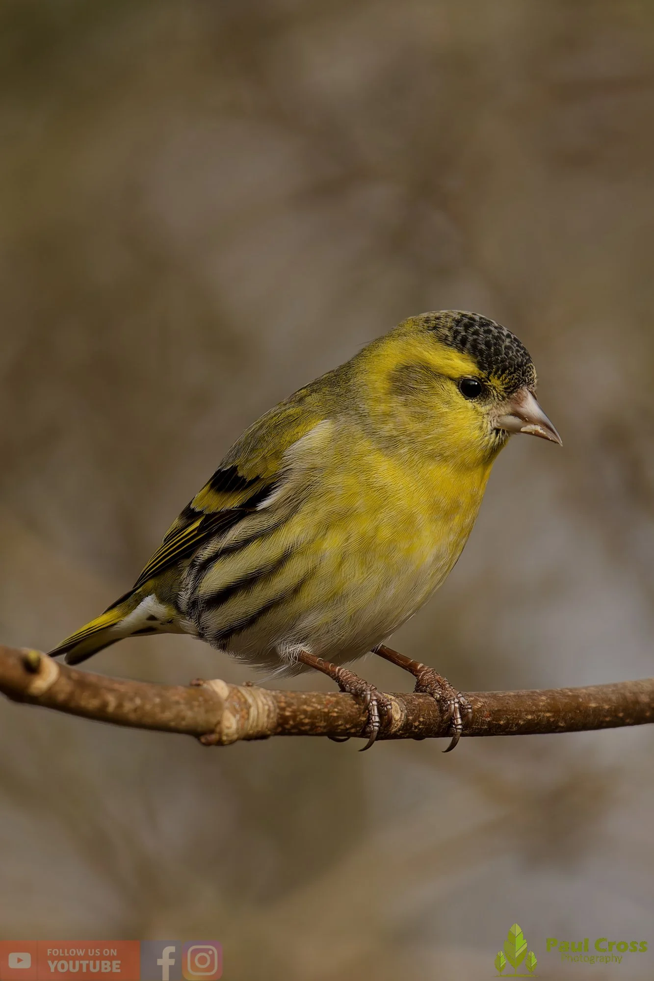 Siskin-00204.jpg