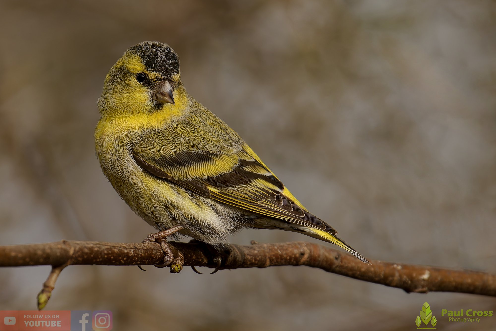Siskin-00205.jpg