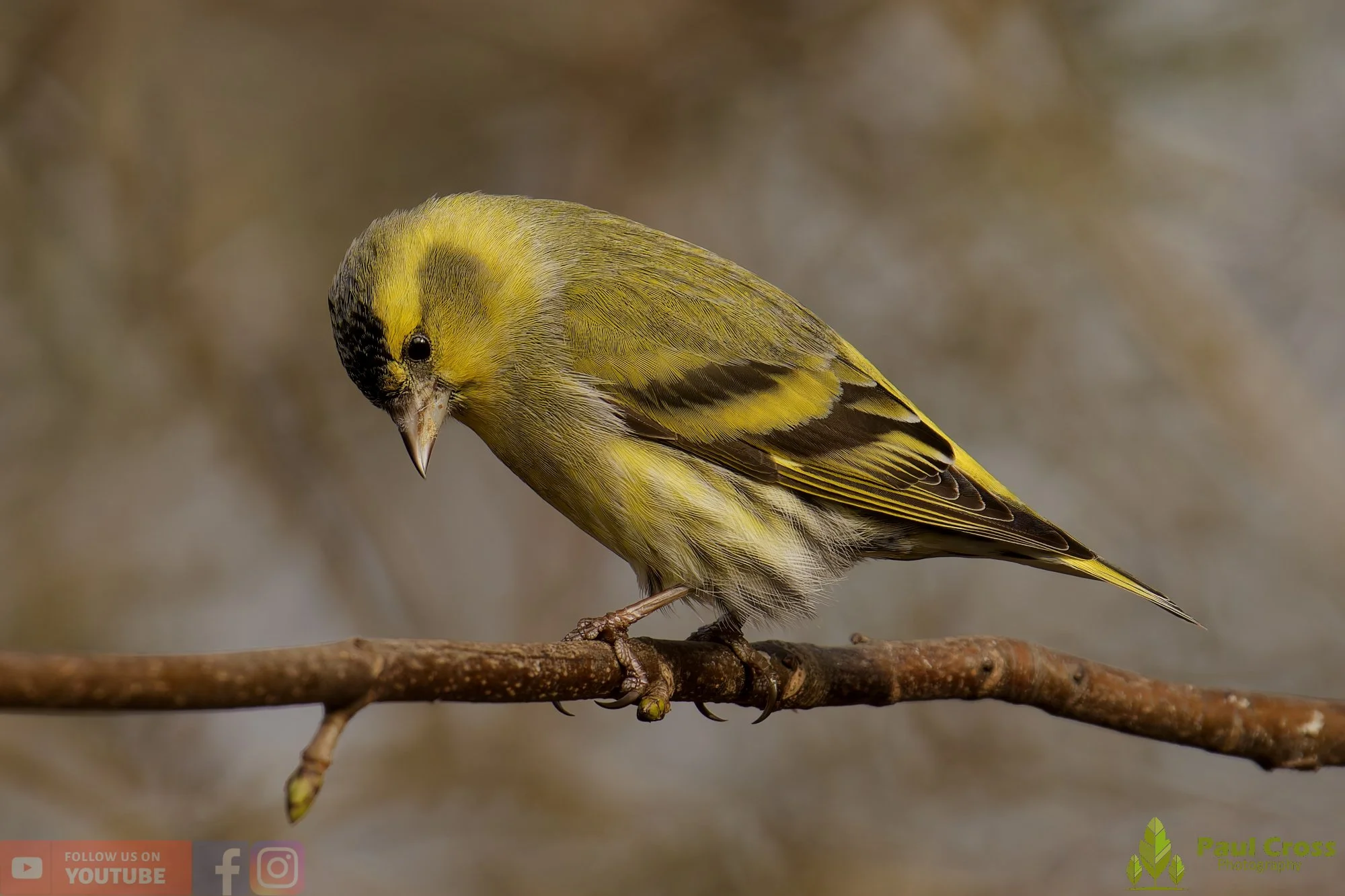 Siskin-00206.jpg