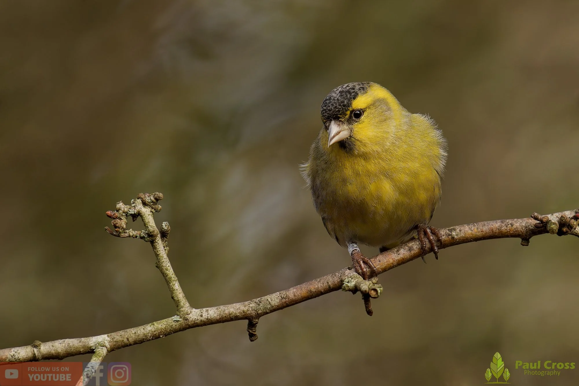 Siskin-00208.jpg