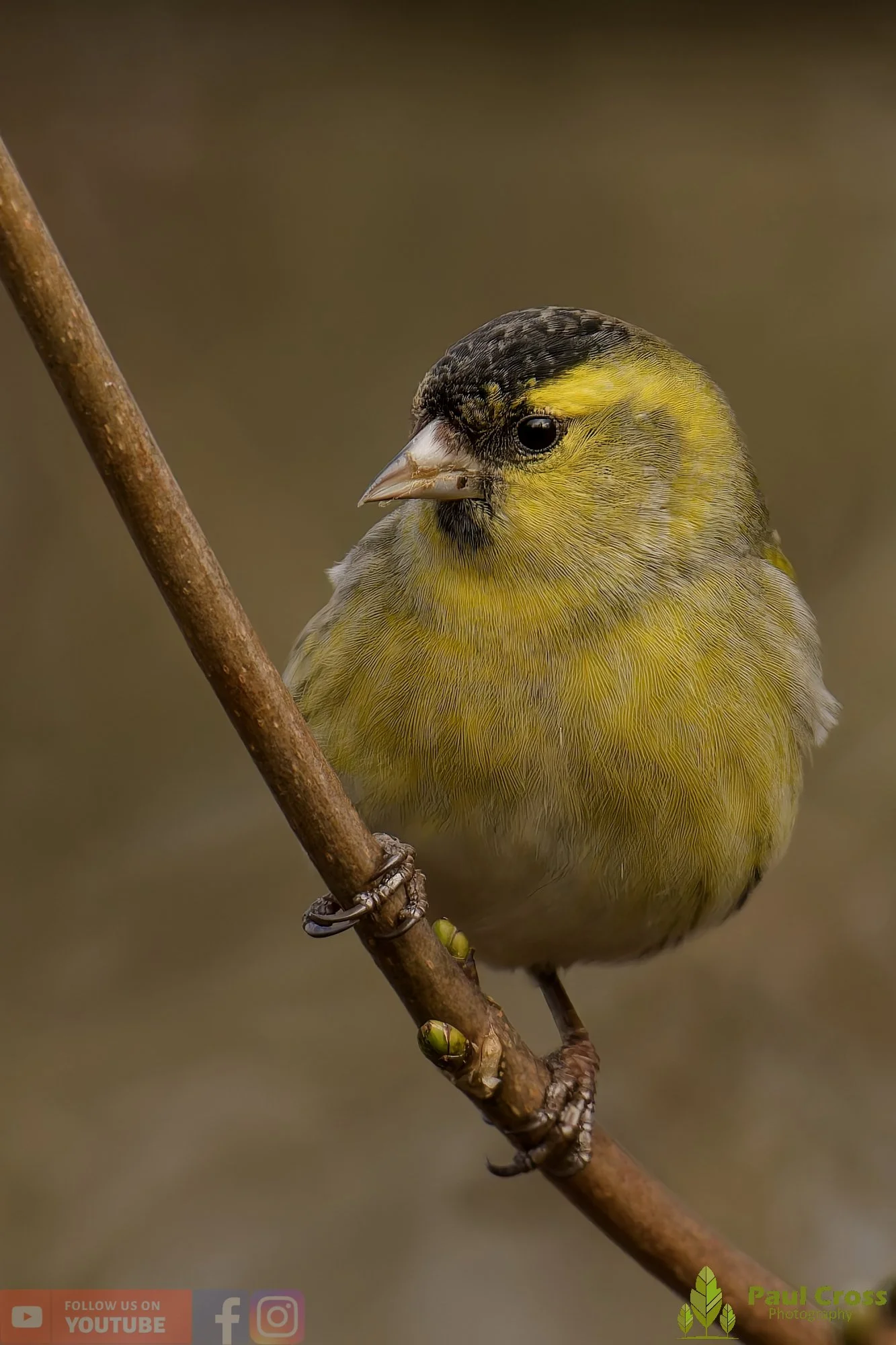 Siskin-00209.jpg