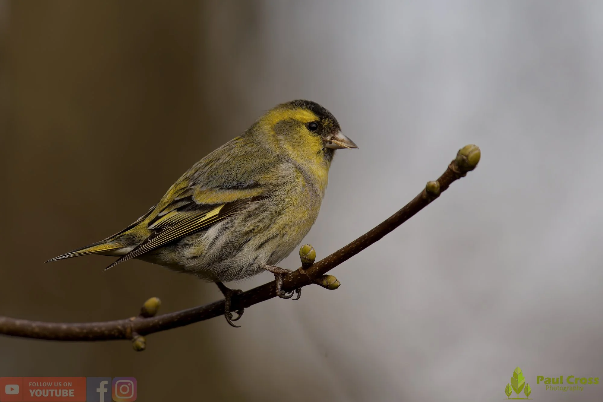 Siskin-00211.jpg