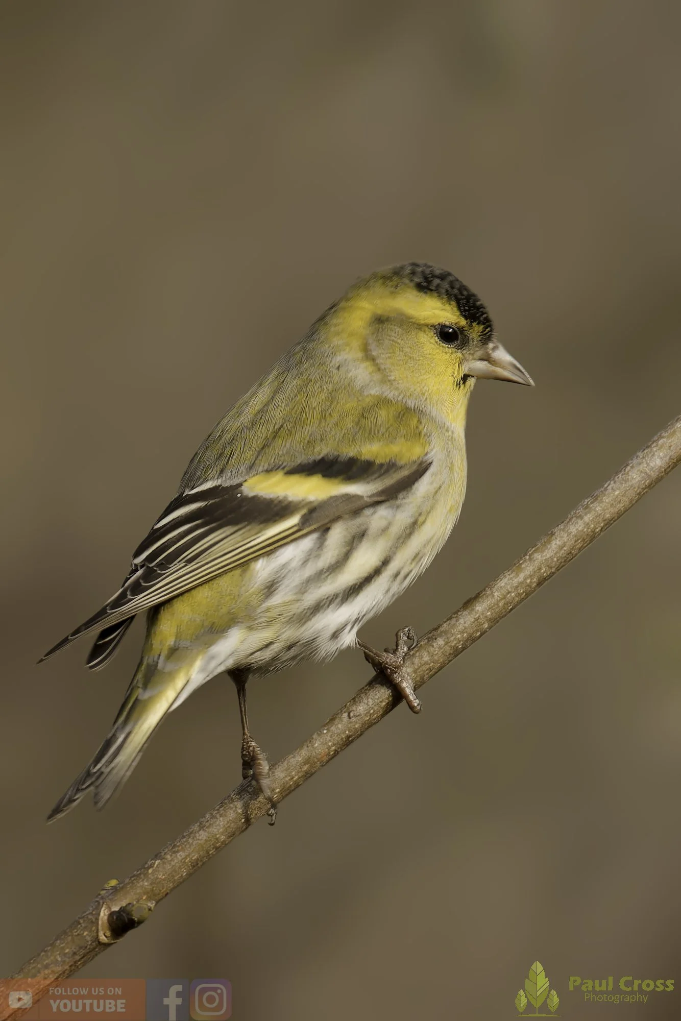 Siskin-00212.jpg