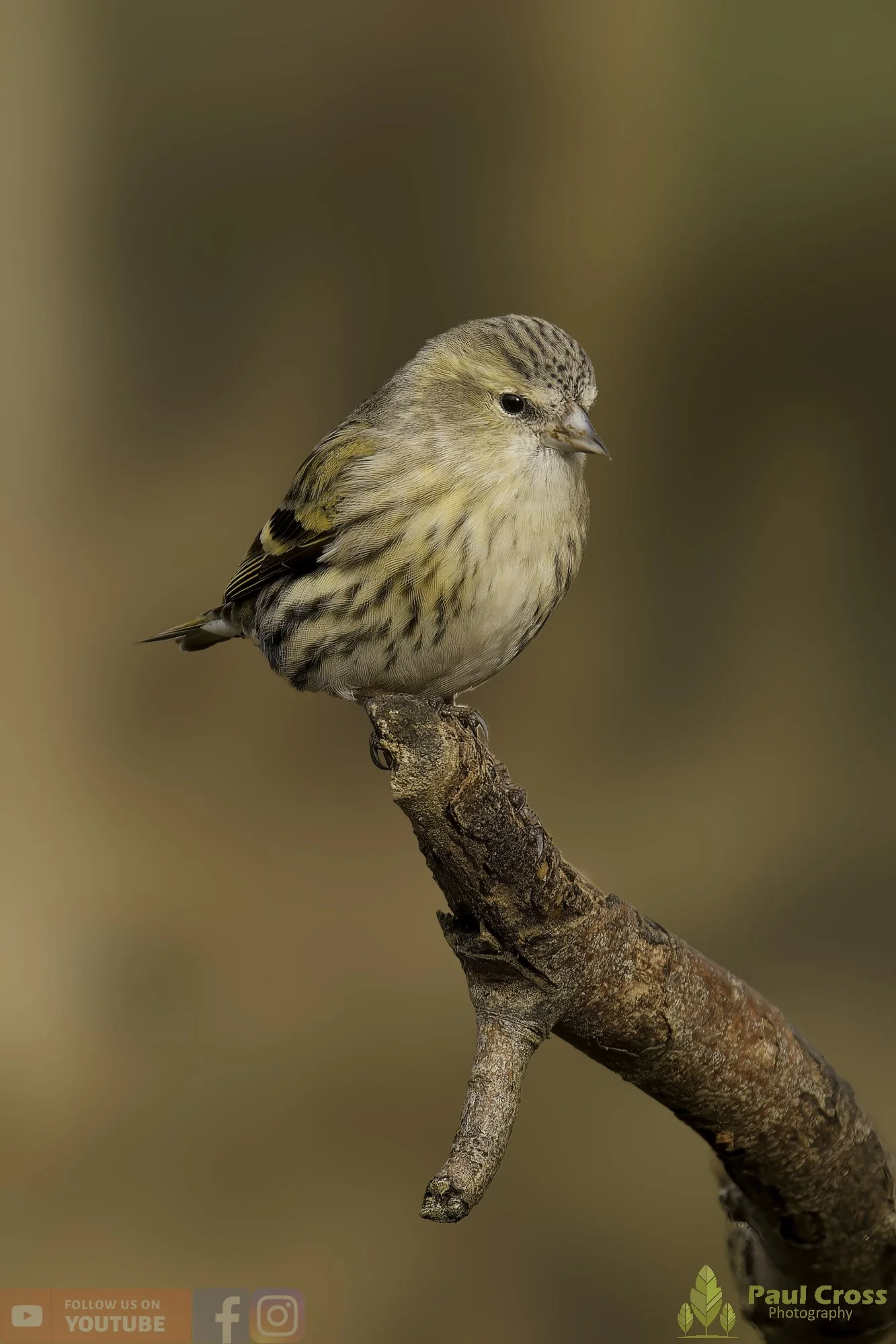 Siskin-00215.jpg