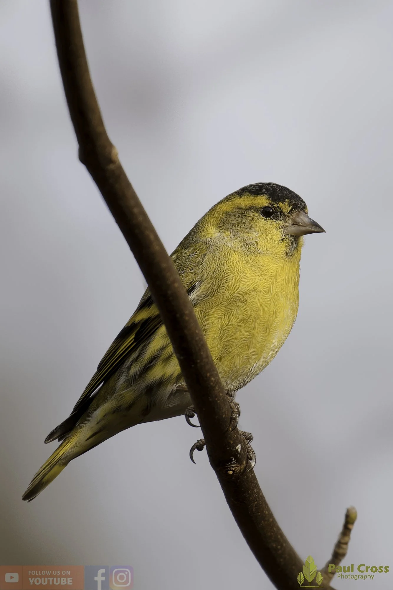 Siskin-00217.jpg