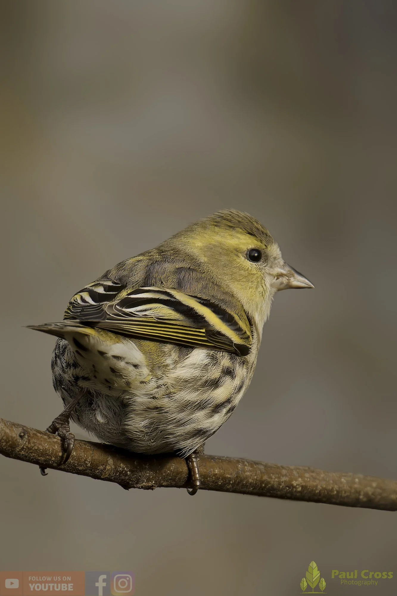 Siskin-00218.jpg